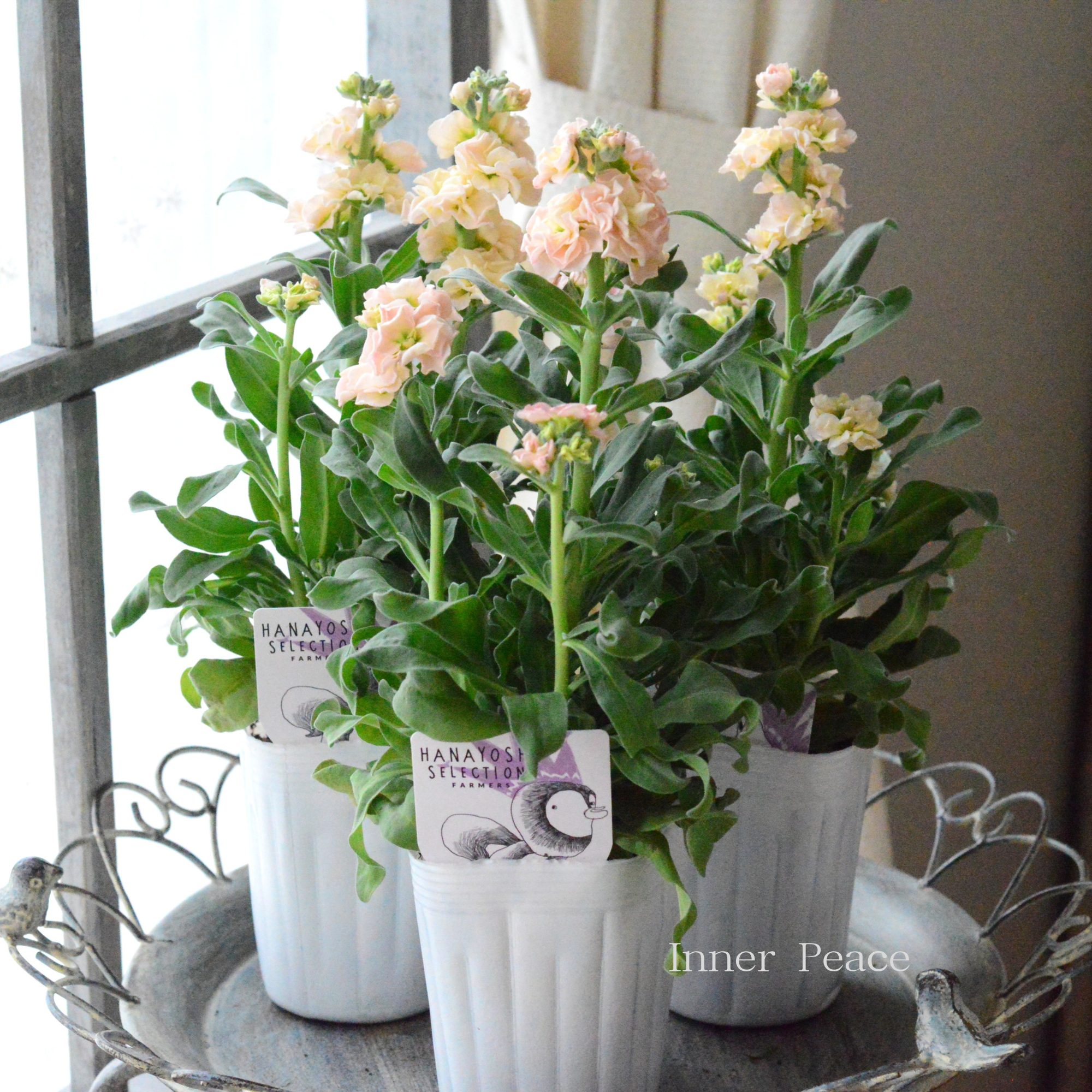 【花芳さん】 八重咲き ストック ベイビー 『アプリコット』 3寸ロングPOT