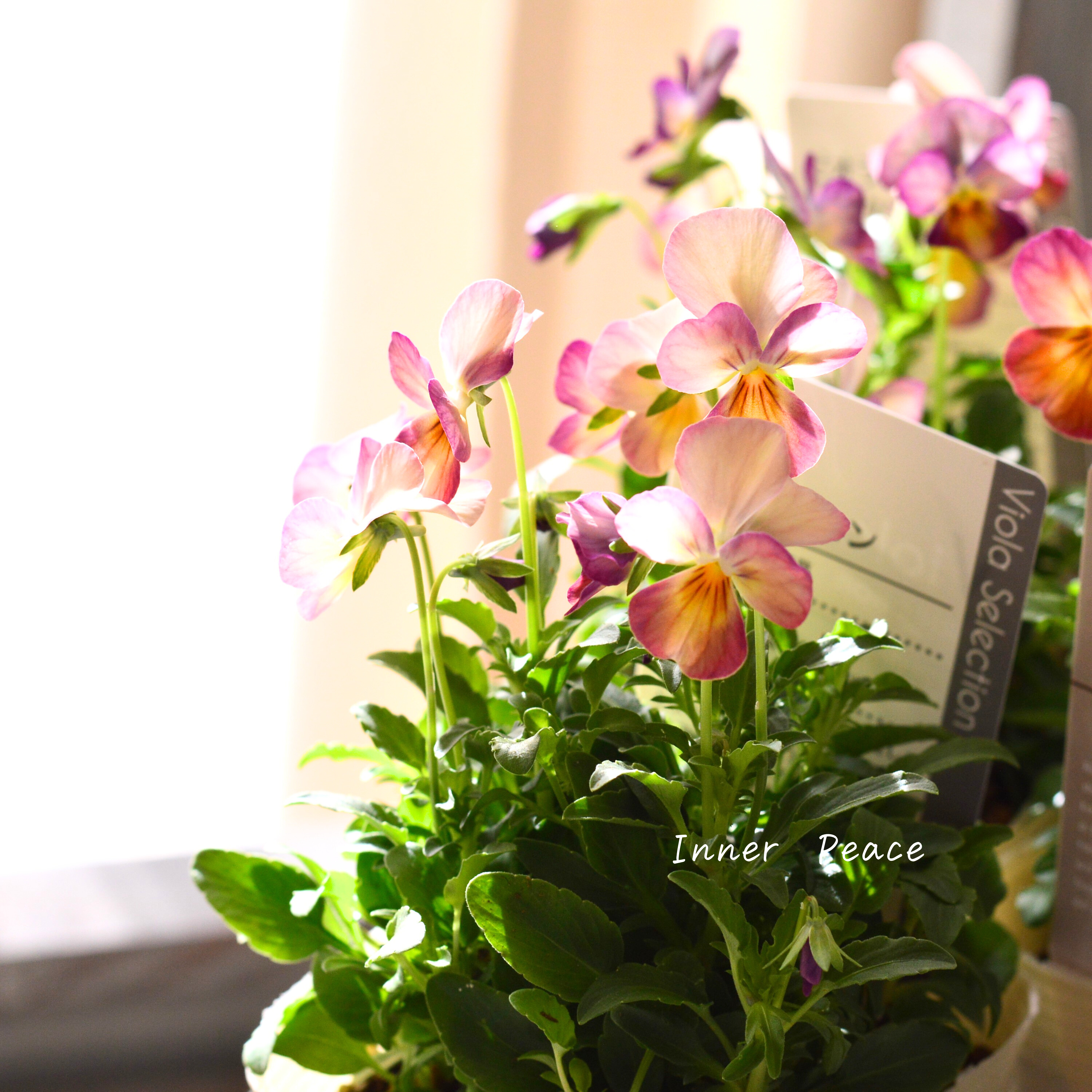 【かわいい】 ビオラ 『ピンクアンティーク』 3.5寸POT