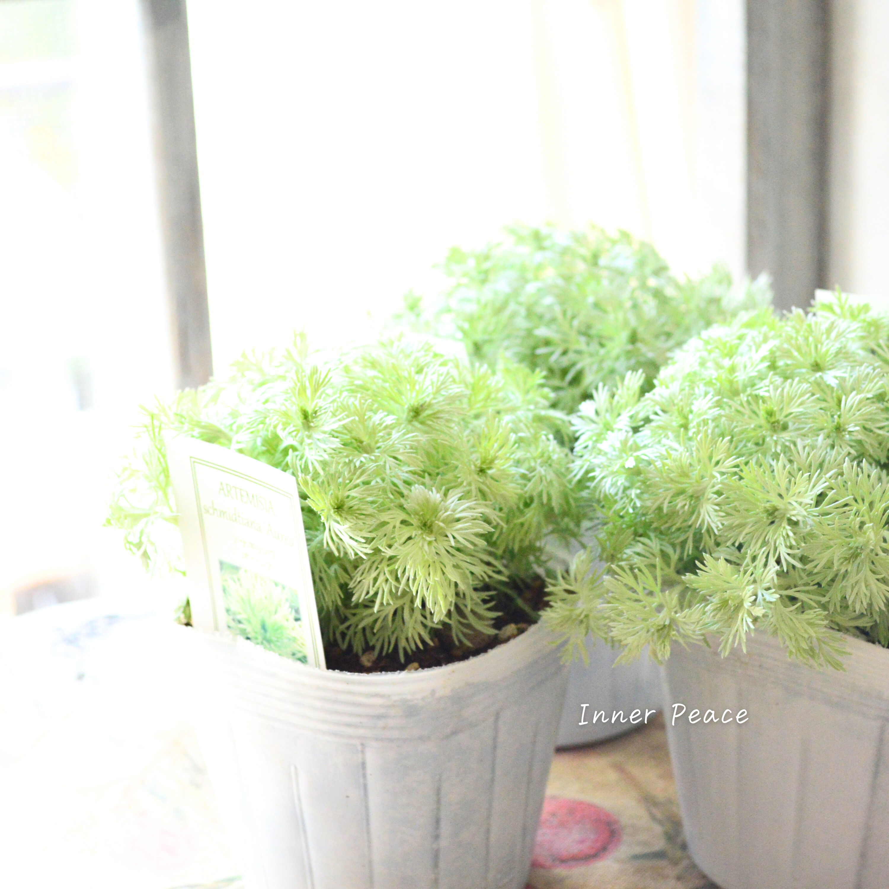 【宿根】 アサギリソウ 『オーレア』 3.5寸POT