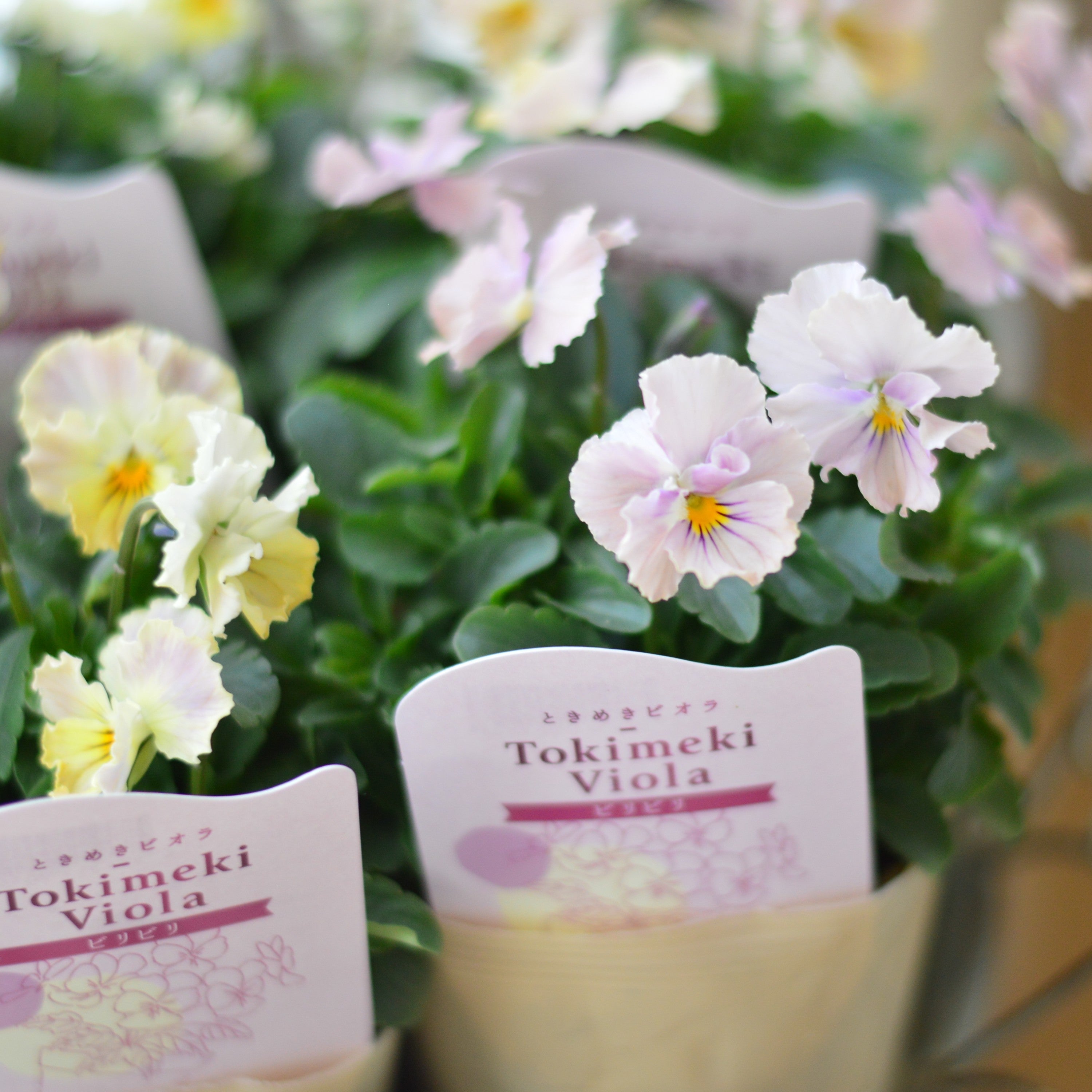 【奥田園芸さん】 ときめきビオラ 『ビリビリ』 3.5寸POT