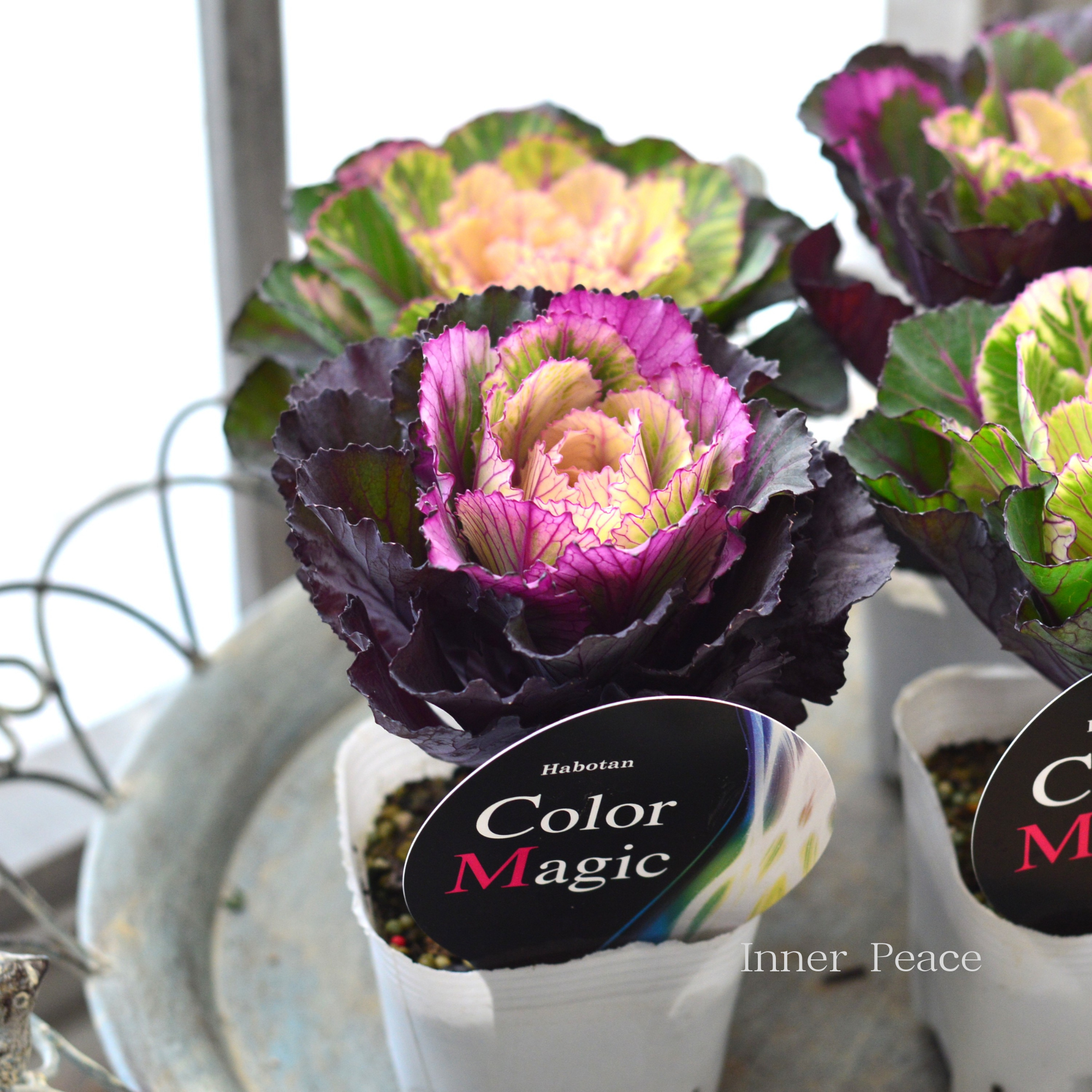 【美しい】 葉牡丹 『カラーマジック・丸葉』 3寸POT