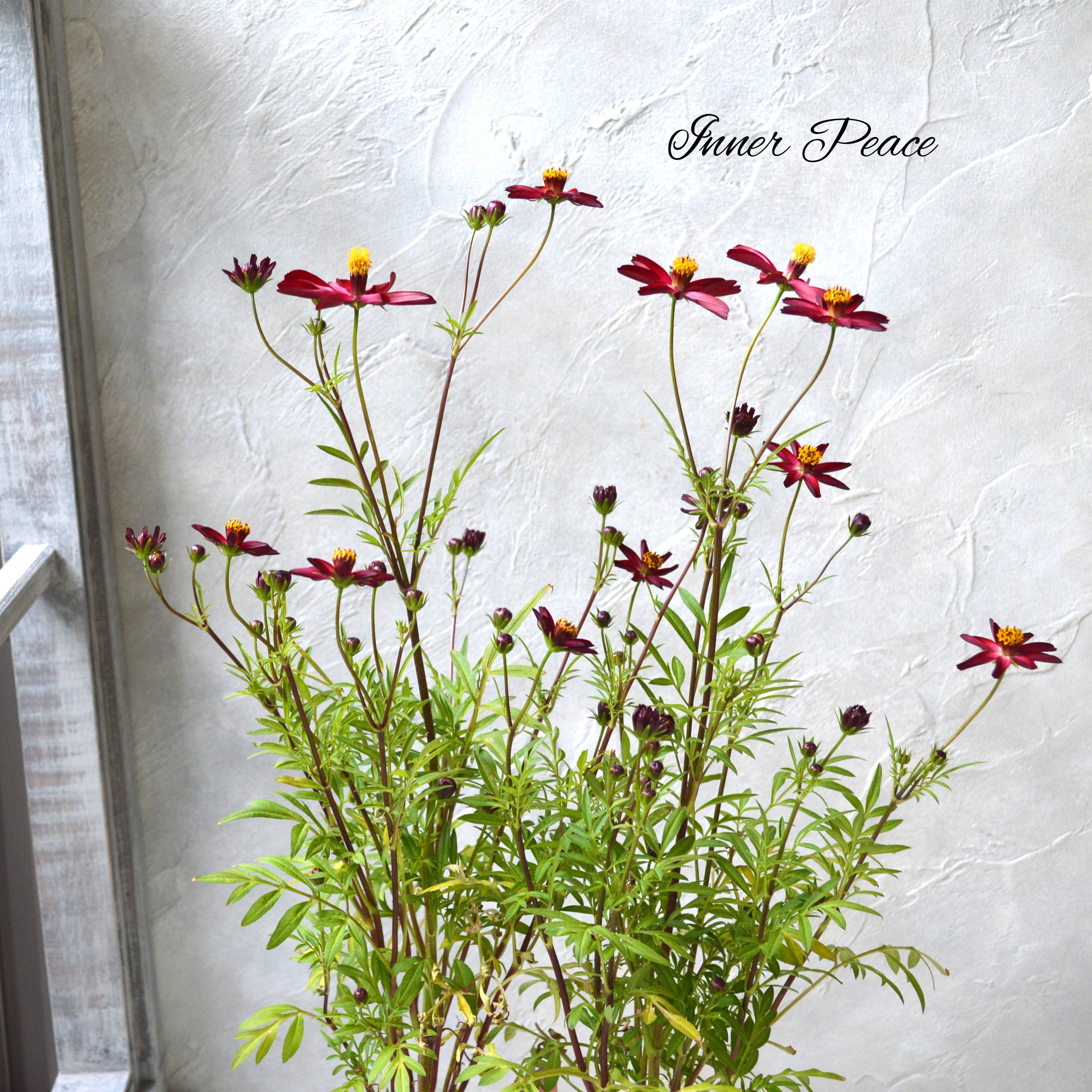 【美しい】 チョコレートコスモス 『赤とんぼ』 3寸ロングPOT