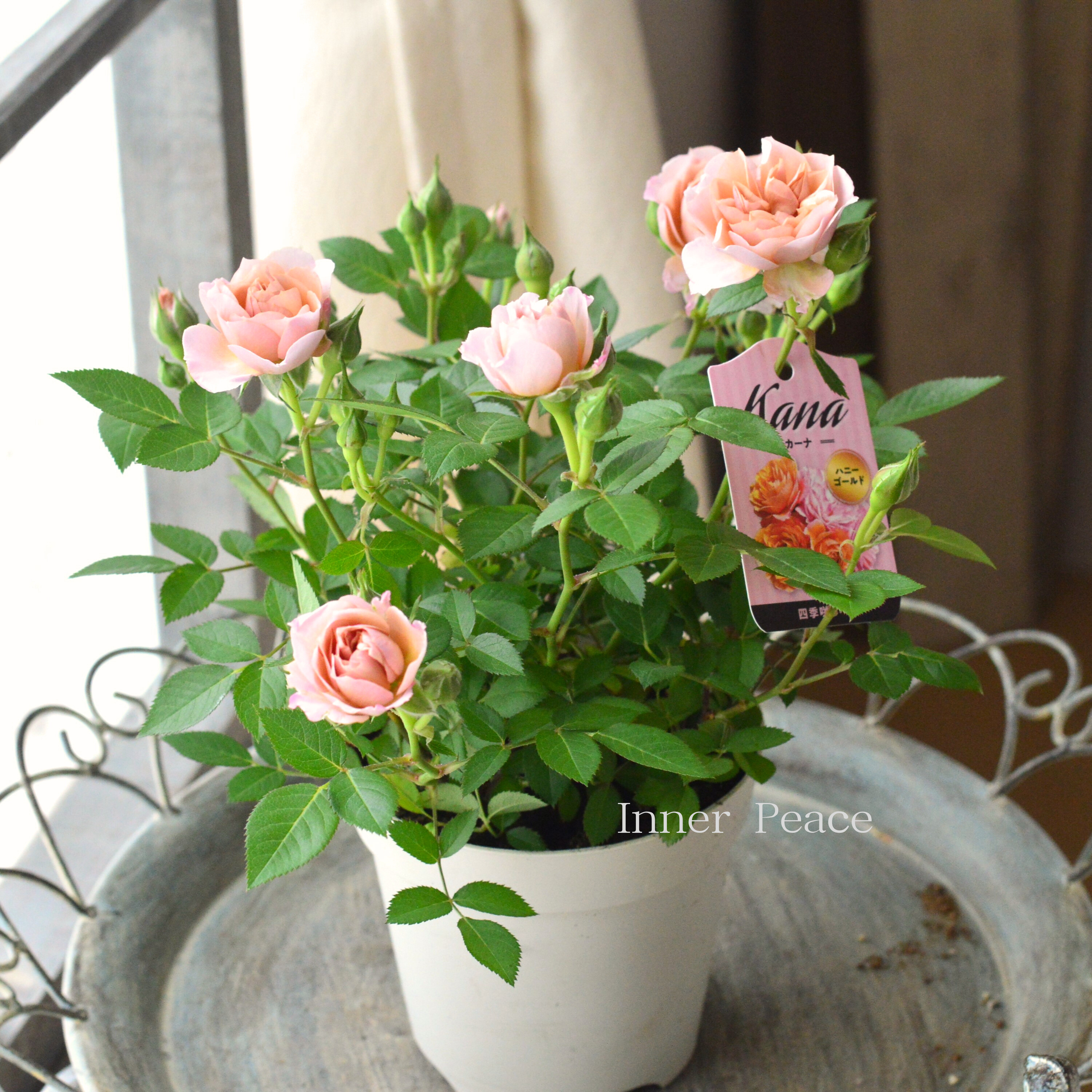 【美しい】ミニ薔薇 『カーナハニーゴールド』 4寸プラ鉢