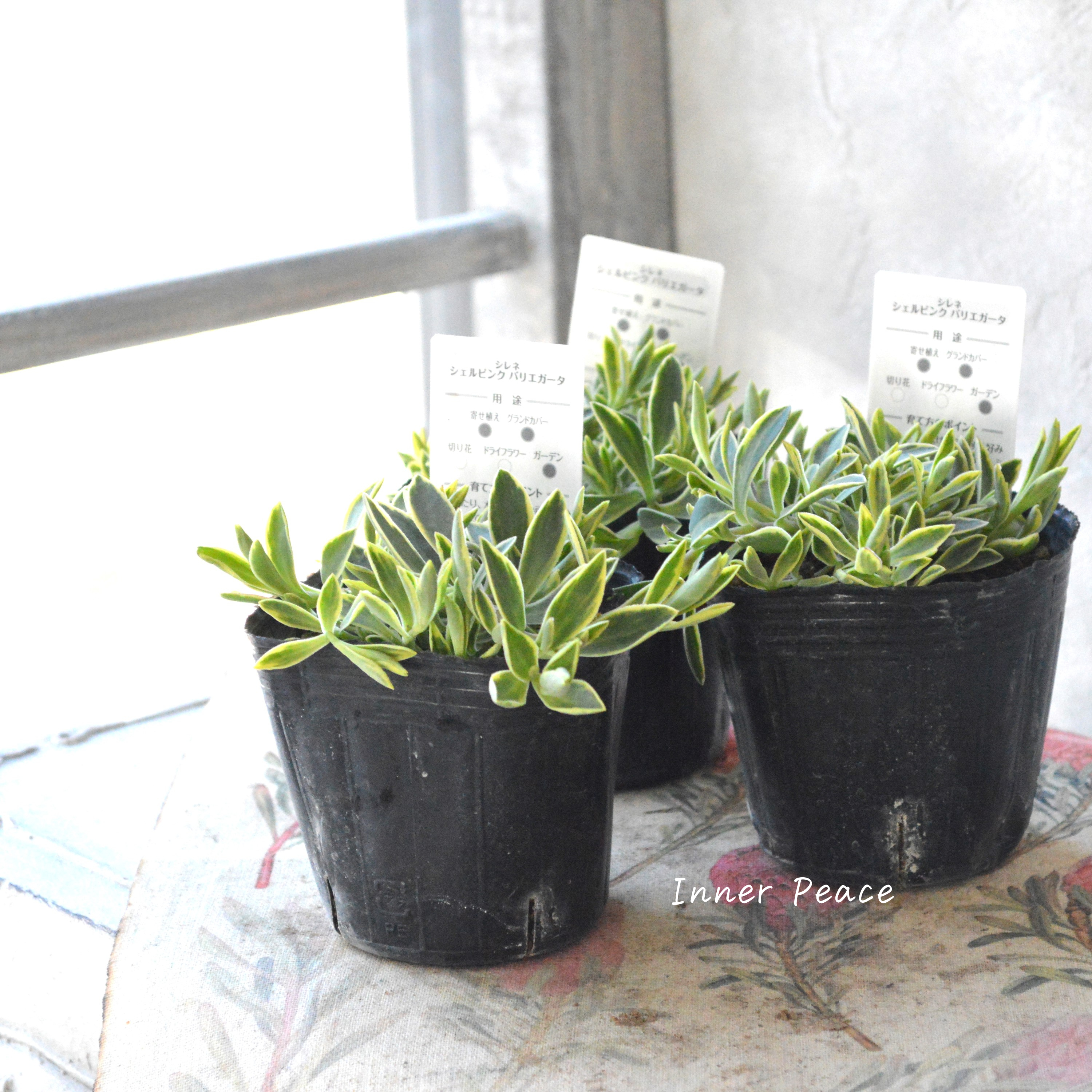 【斑入り】 シレネ ユニフローラ 『シェルピンク・バリエガータ』 3寸POT