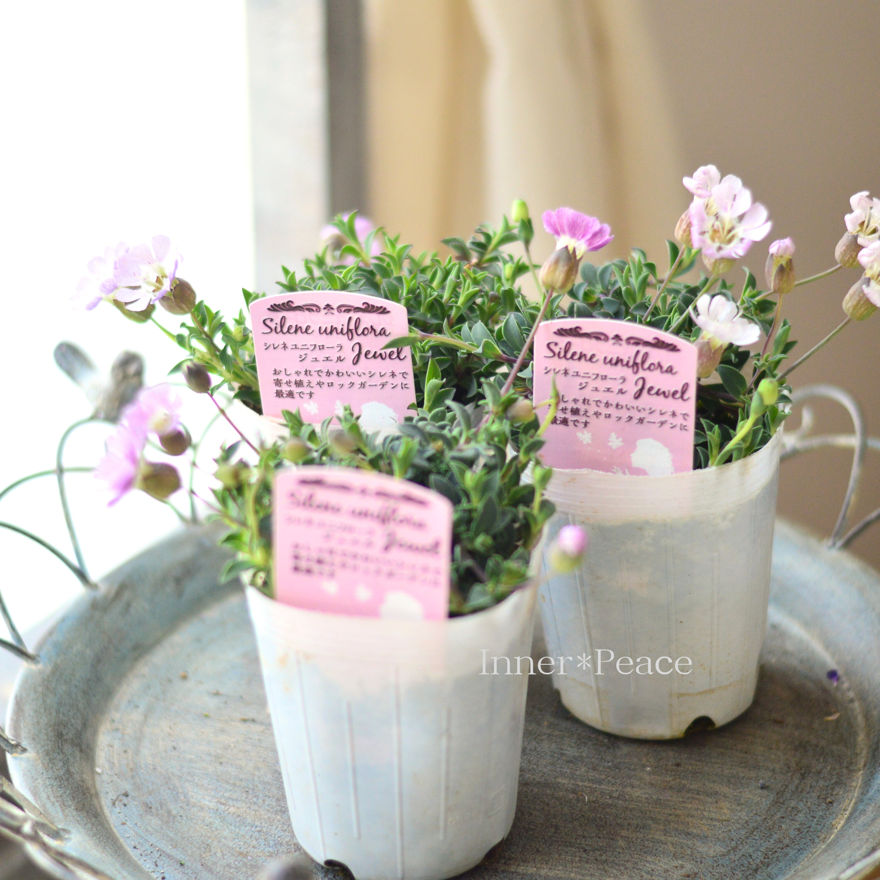 【かわいい】 シレネ 『ユニフローラ・ジュエル』 3寸ロングPOT