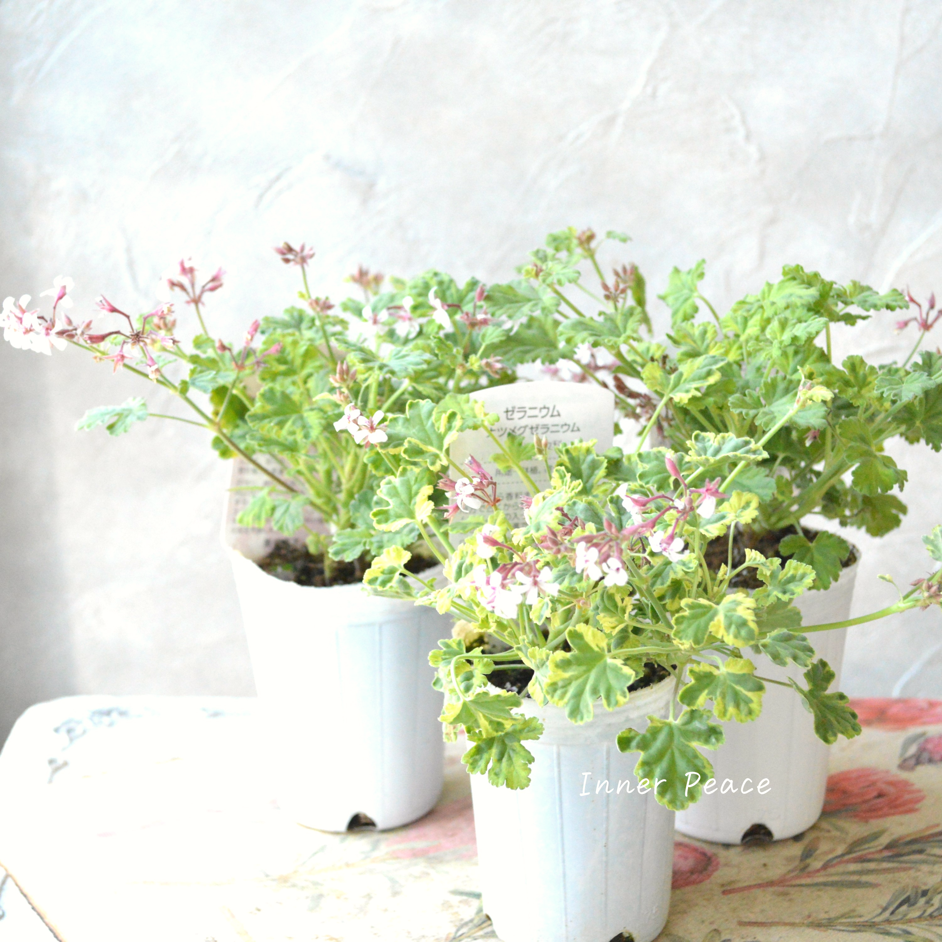 【斑入り】 ナツメグゼラニウム 『バリエガータ』 2.5寸ロングPOT