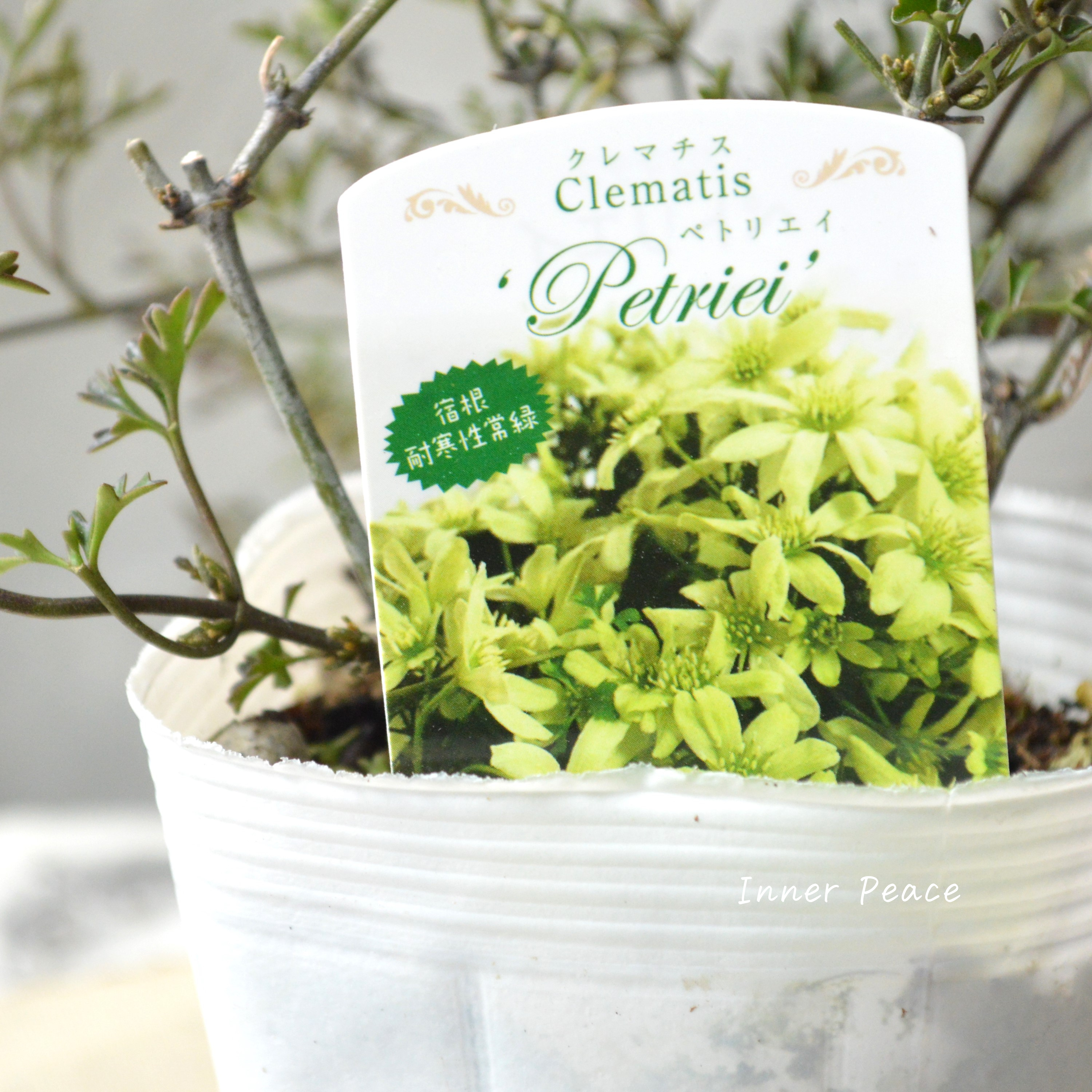 【常緑】 クレマチス 『ペトリエイ』 3.5寸ロングPOT