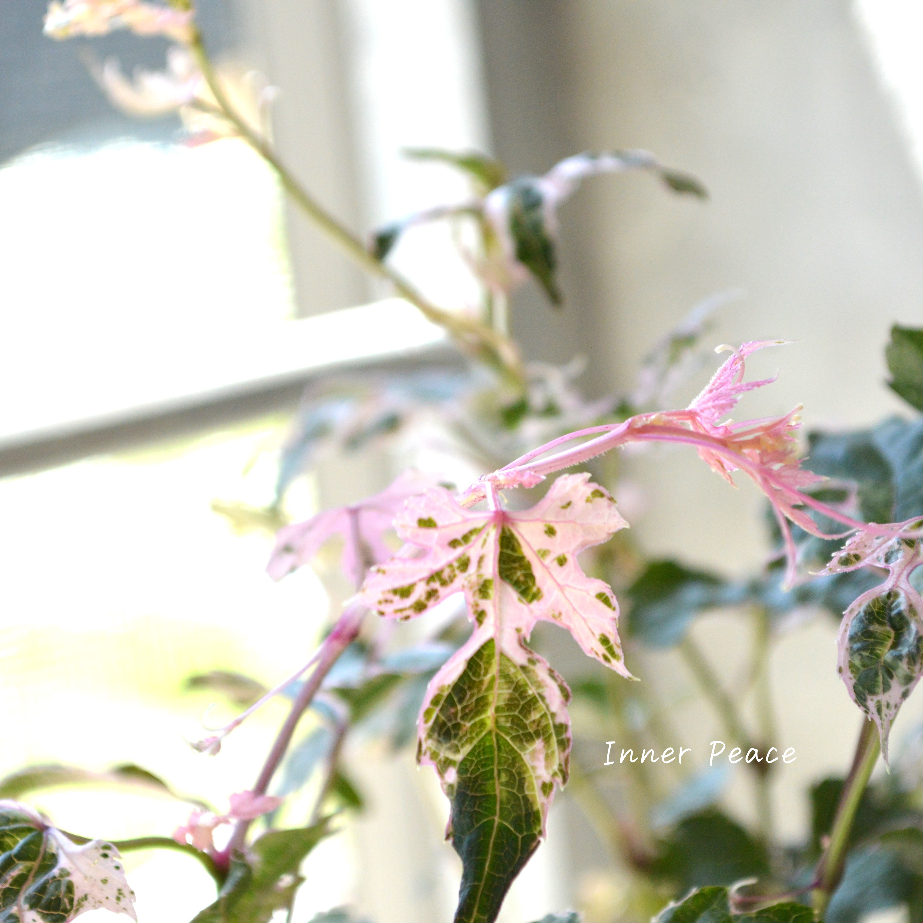 【美しい】 斑入りノブドウ 『エレガンス』 3~3.5寸POT