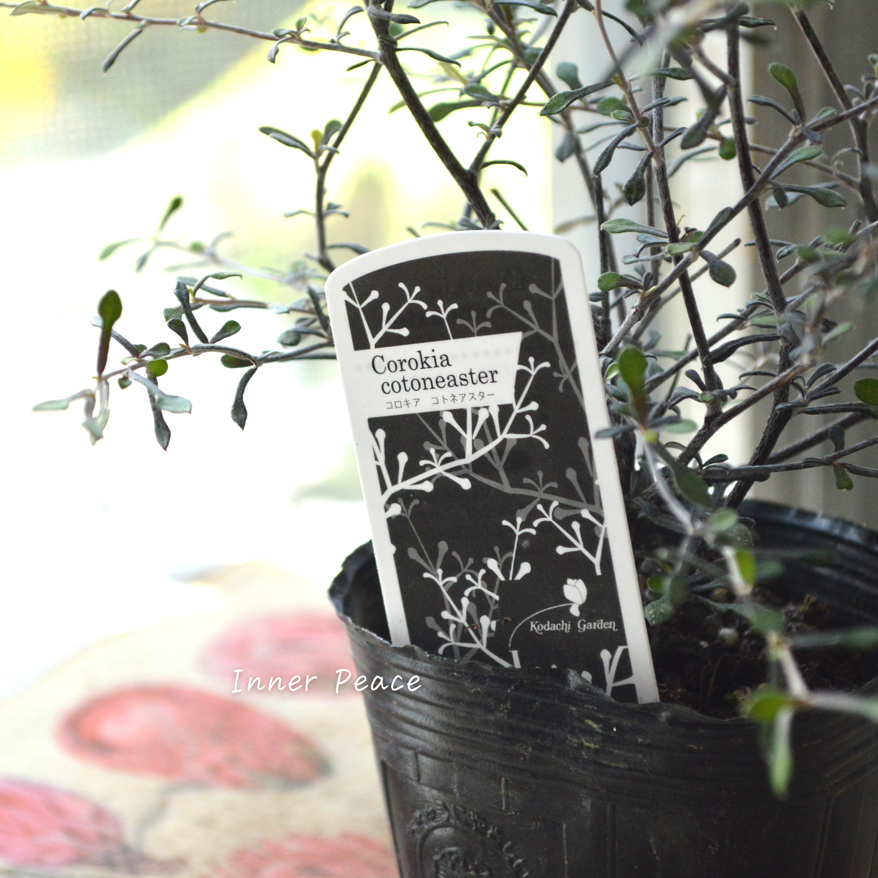 【オシャレ】 コロキア 『コトネアスター』 3寸POT