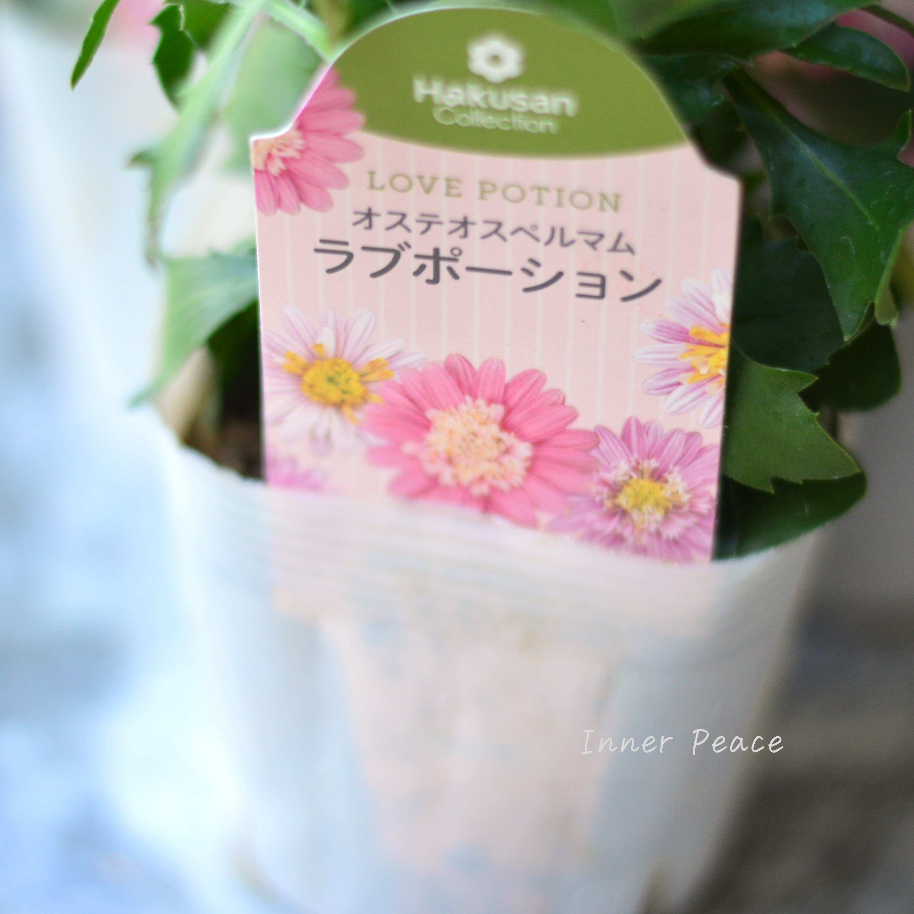 【かわいい】 オステオスペルマム 『ラブポーション』 3.5寸POT