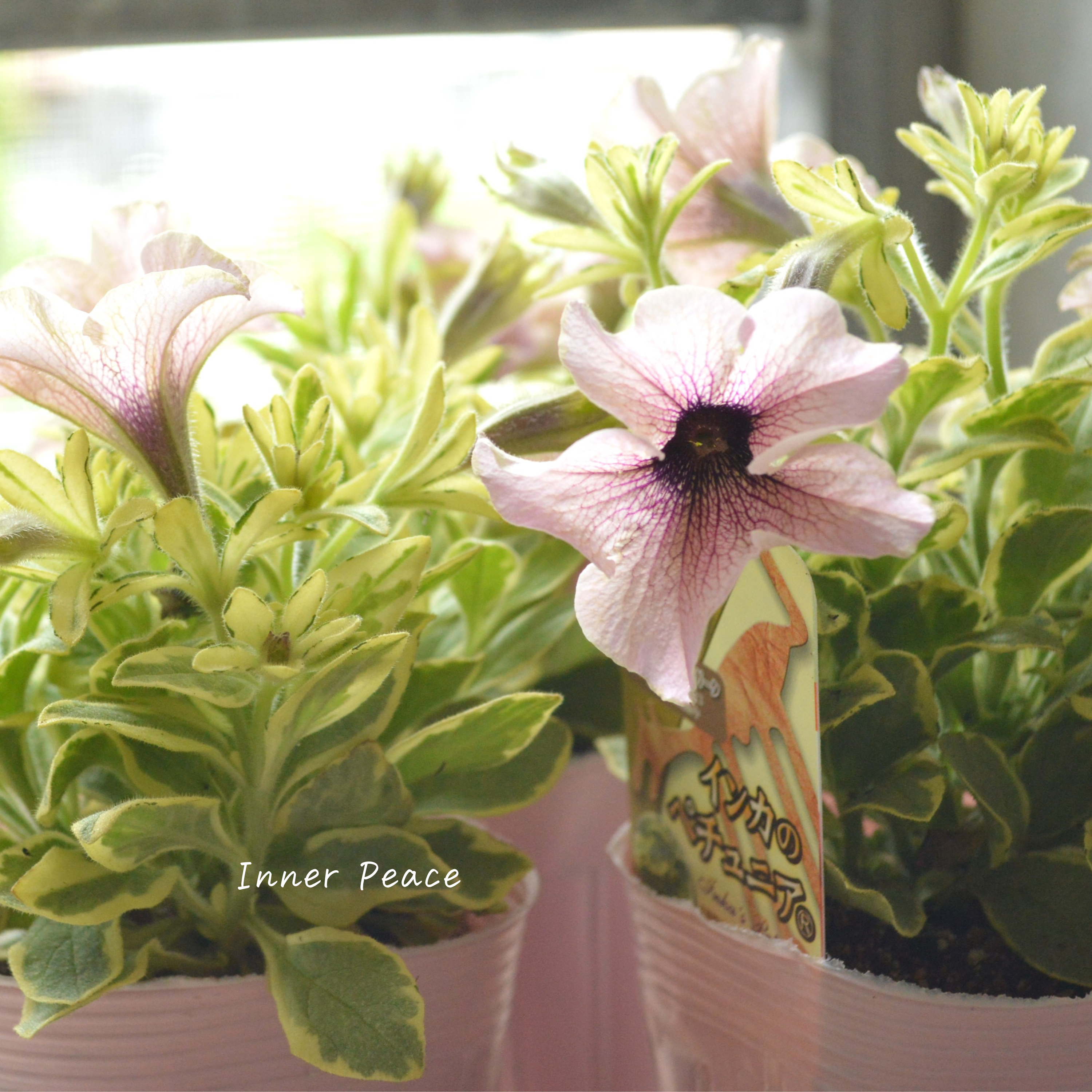 【斑入り】 ペチュニア 『インカのペチュニア・ミルクティーバリエガータ』 3.5寸POT