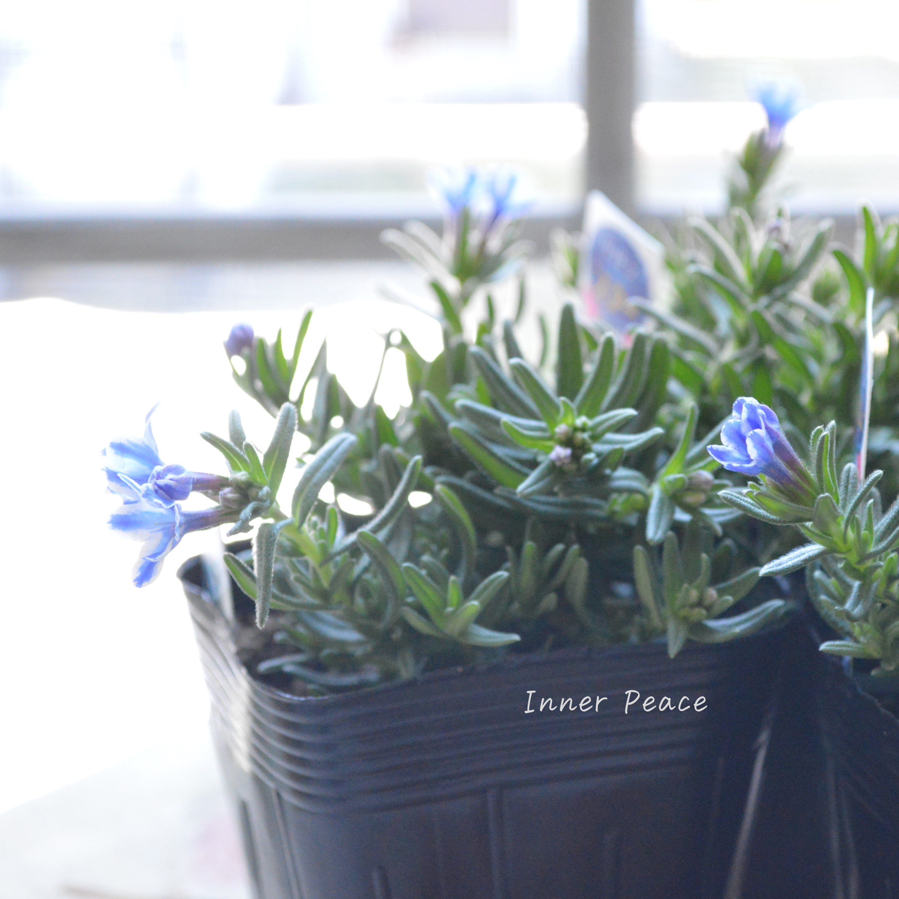 【美しい】 ミヤマホタルカズラ 『リソドラスター』 3.5寸POT