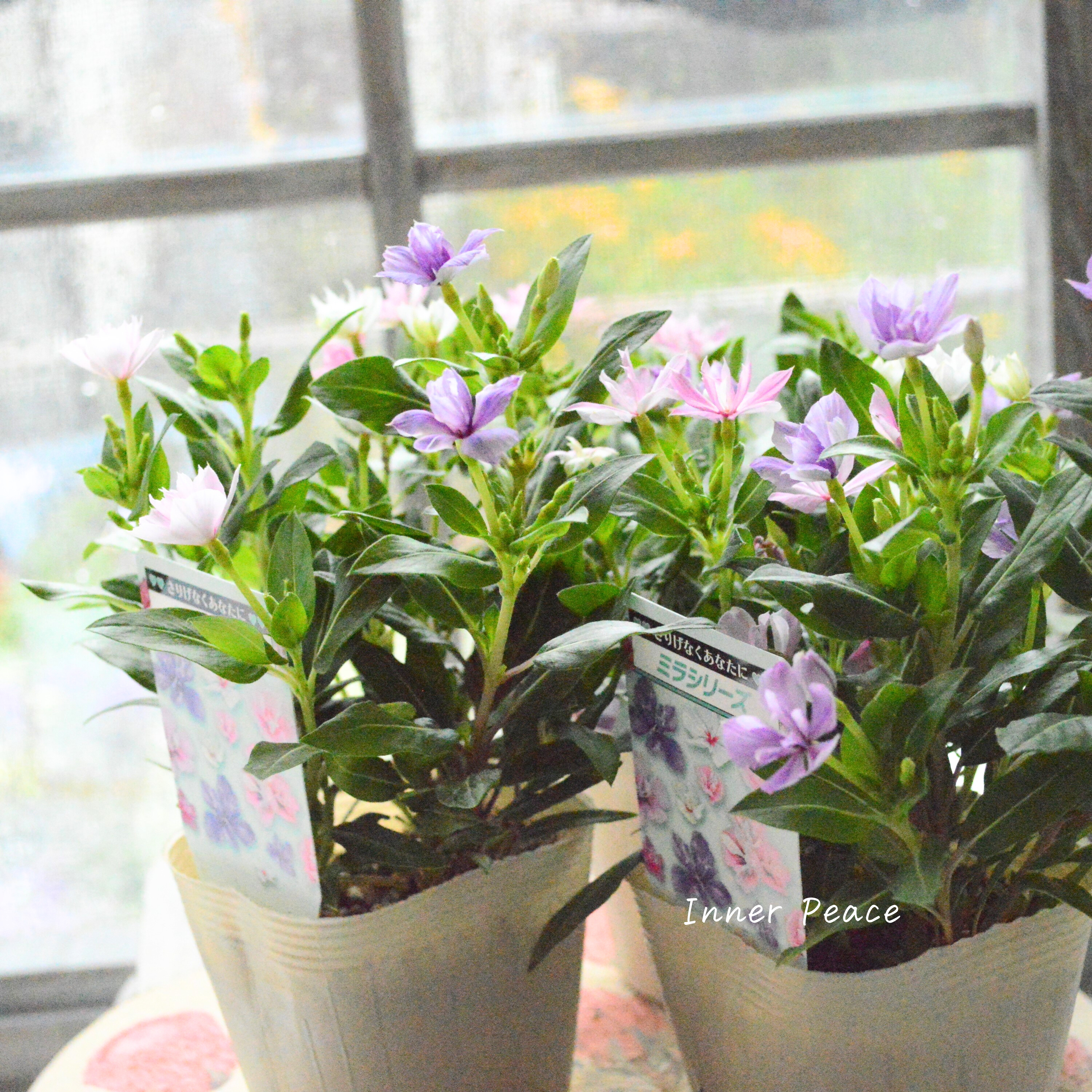 【北島園芸さん】 ニチニチソウ・ミックス植え 『ミラミックス』 3.5寸POT