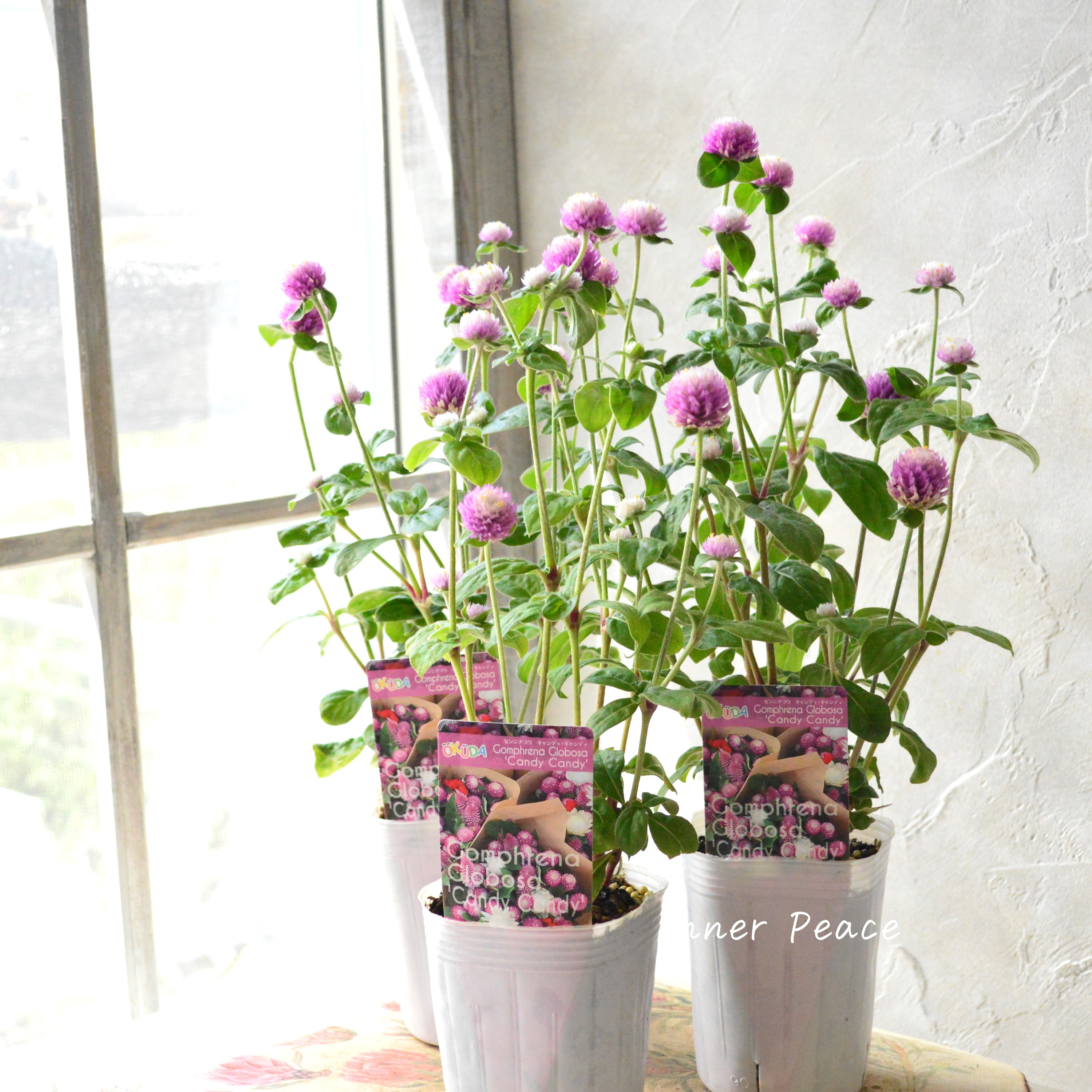 【暑さに強い】 千日紅 『キャンディキャンディ・ピンク』 3寸POT