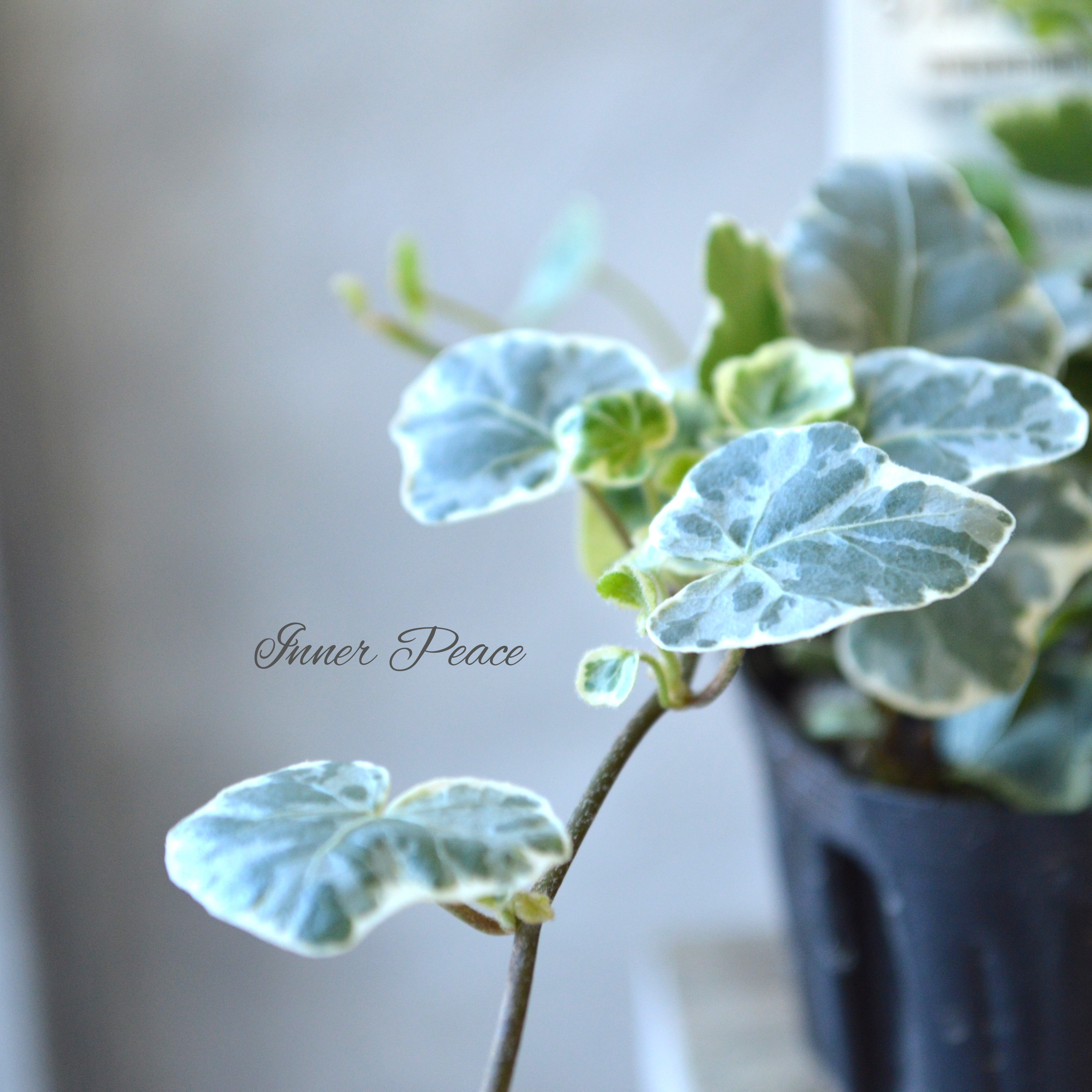 【希少】 ヘデラ 『シルバーチャーミー』 2.5~3寸POT