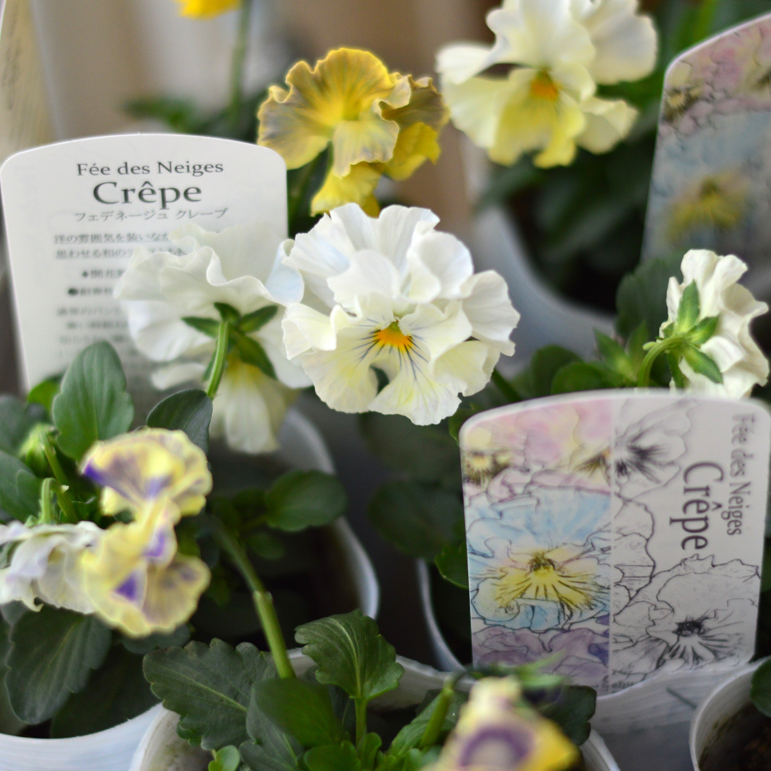 【美しい】 パンジー 『フェデネージュ・クレープ』 3.5寸POT