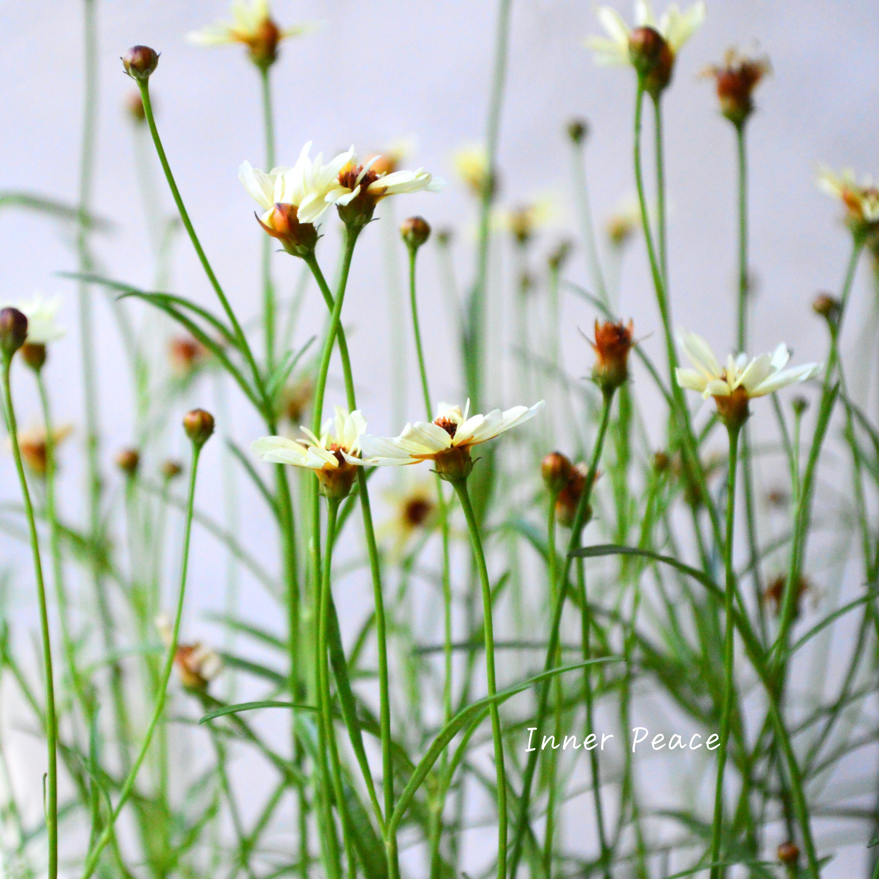 【アンティーク色】コレオプシス『ウリドリーム・ホワイトナイト』 3寸POT