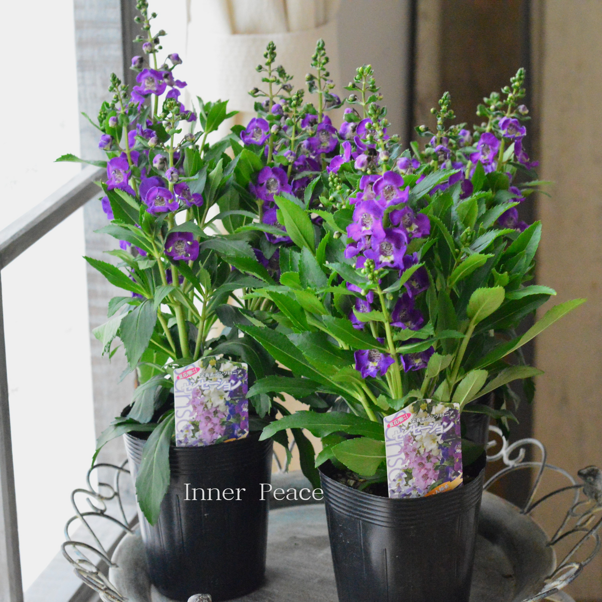 酷暑に強い】 栄養系 アンゲロニア 『センセーション・パープル』 3.5