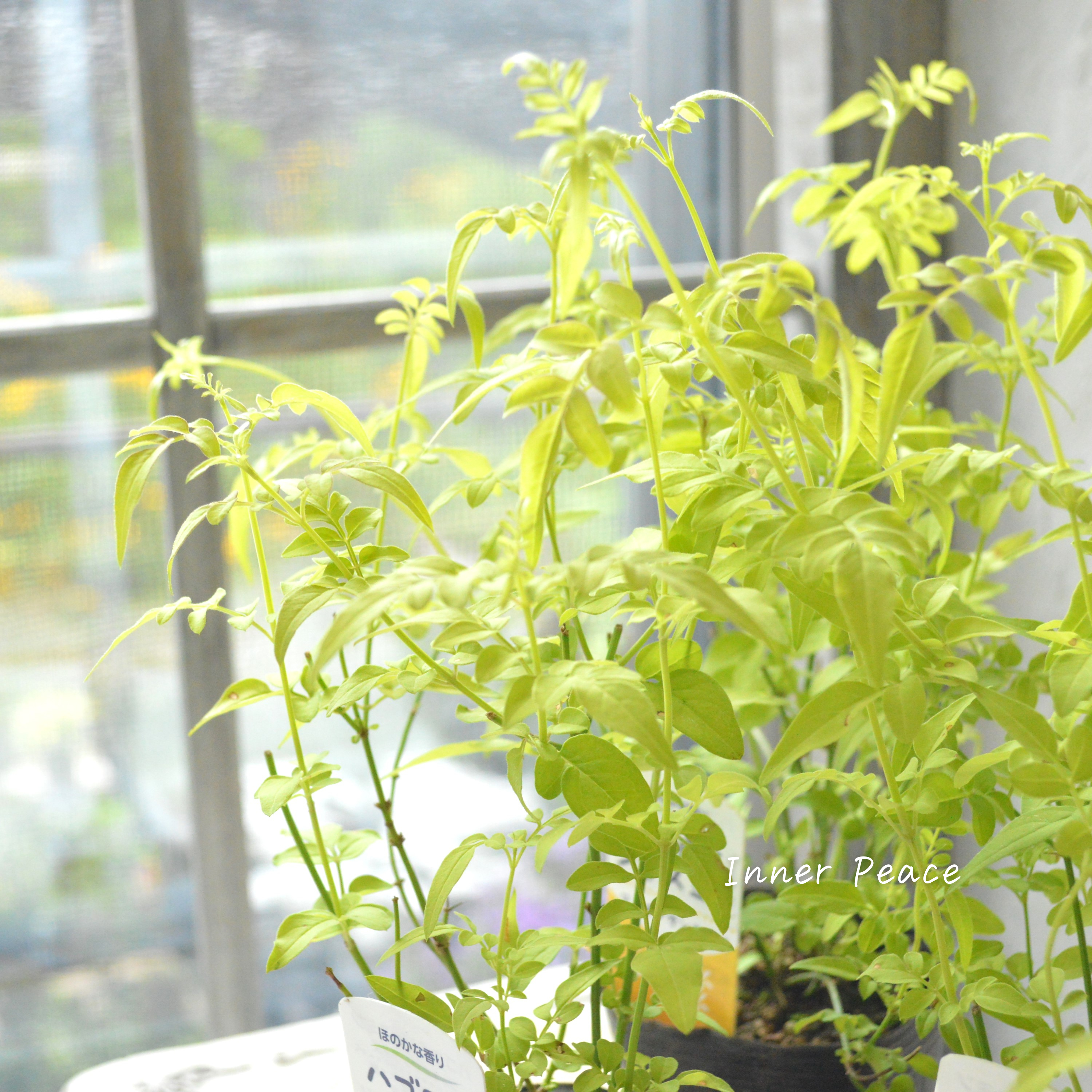 【鮮やかなお色】ハゴロモジャスミン・フィオナサンライズ 2.5寸POT