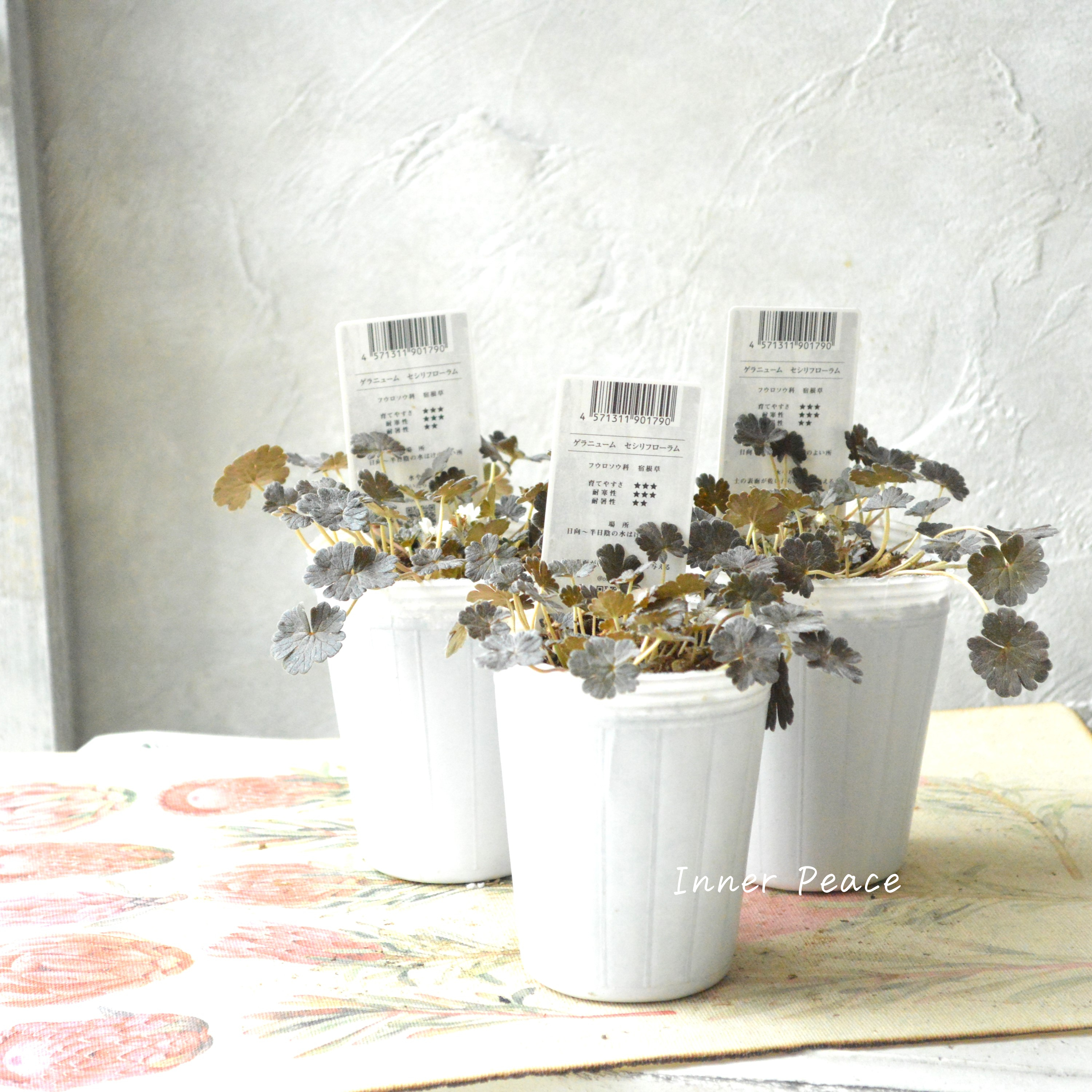 【オシャレ】 ゲラニューム 『セッシリフローラム』 2.5寸POT