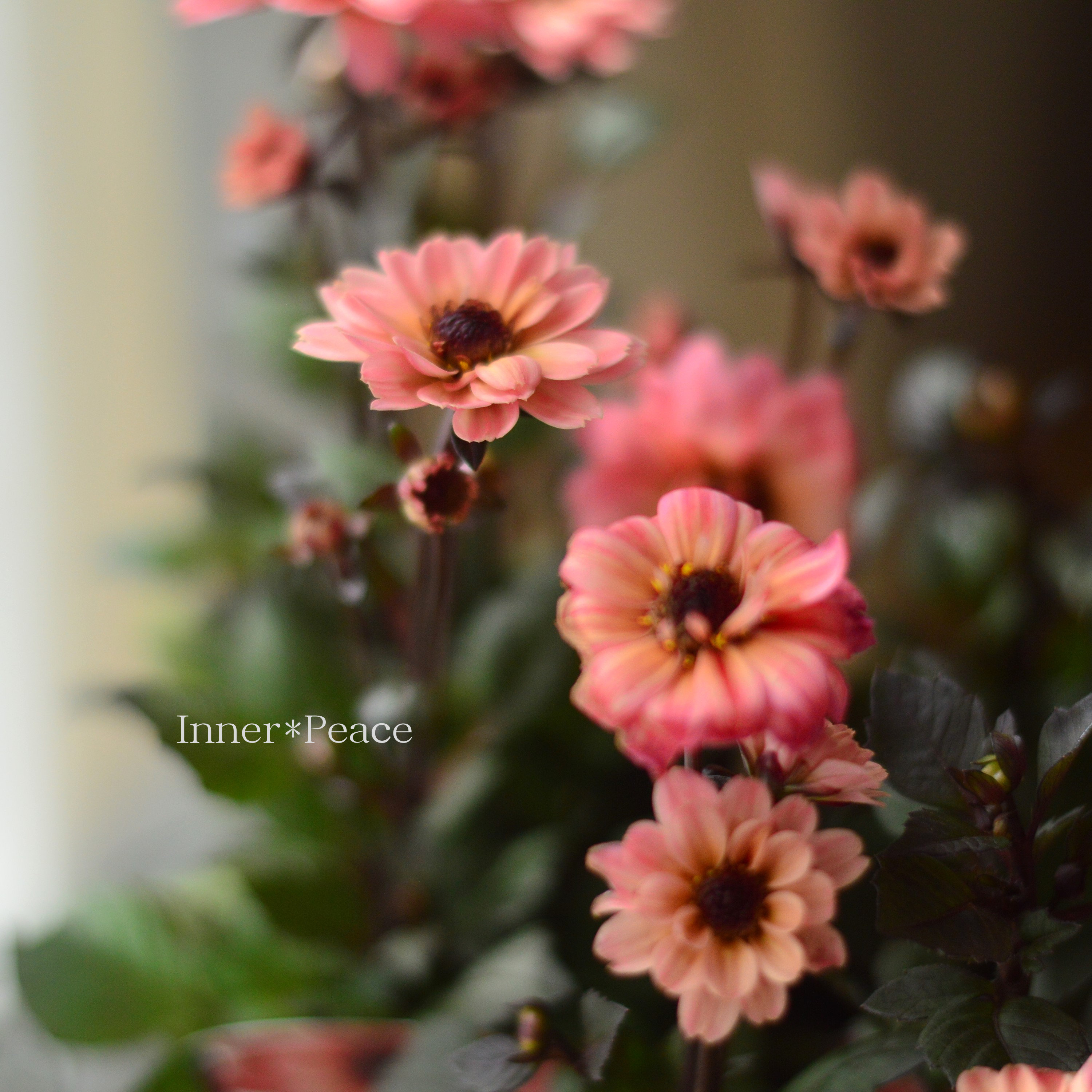 【宿根】 プチダリア・ハミングブロンズ 『エタニティ』 3.5寸POT