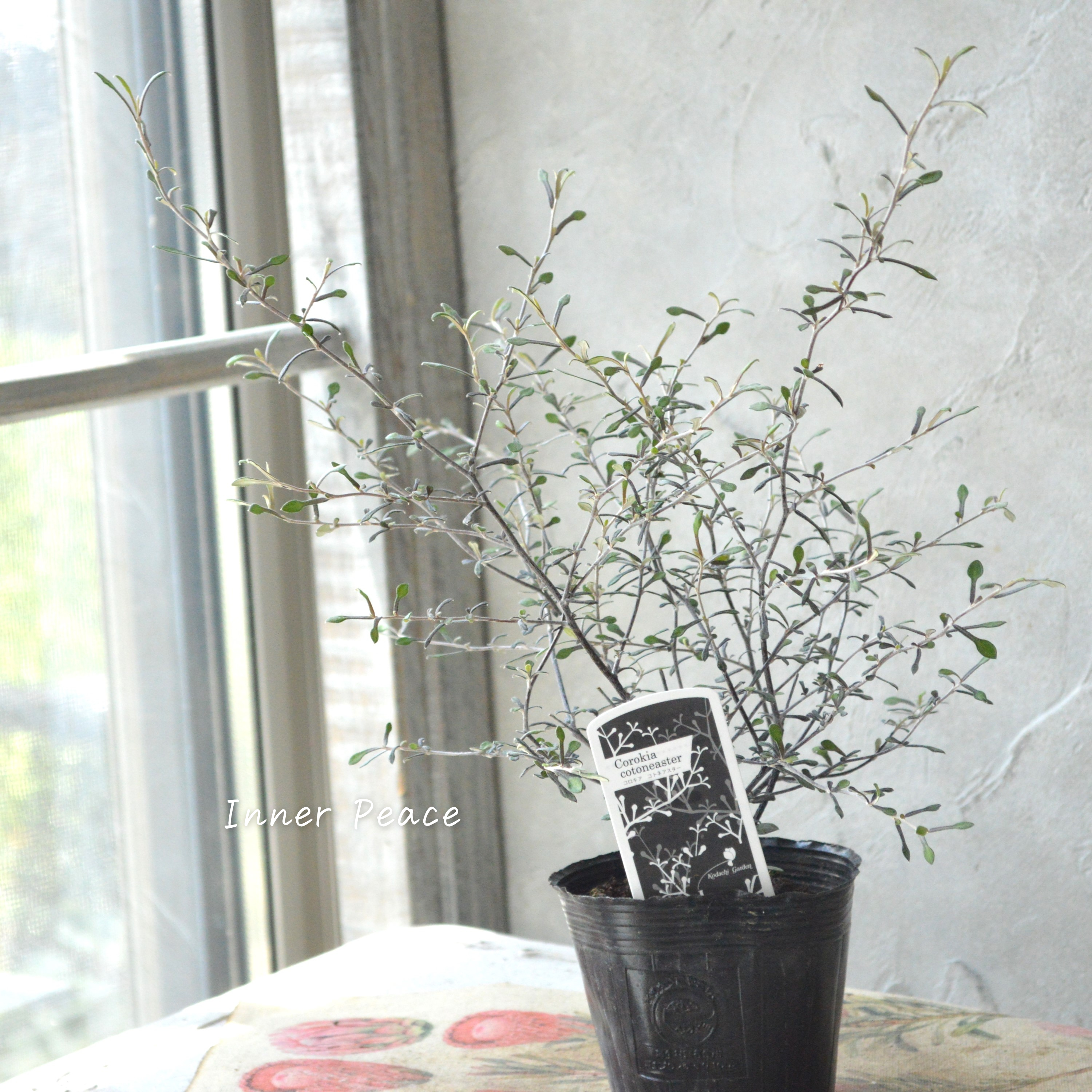 【オシャレ】 コロキア 『コトネアスター』 3寸POT