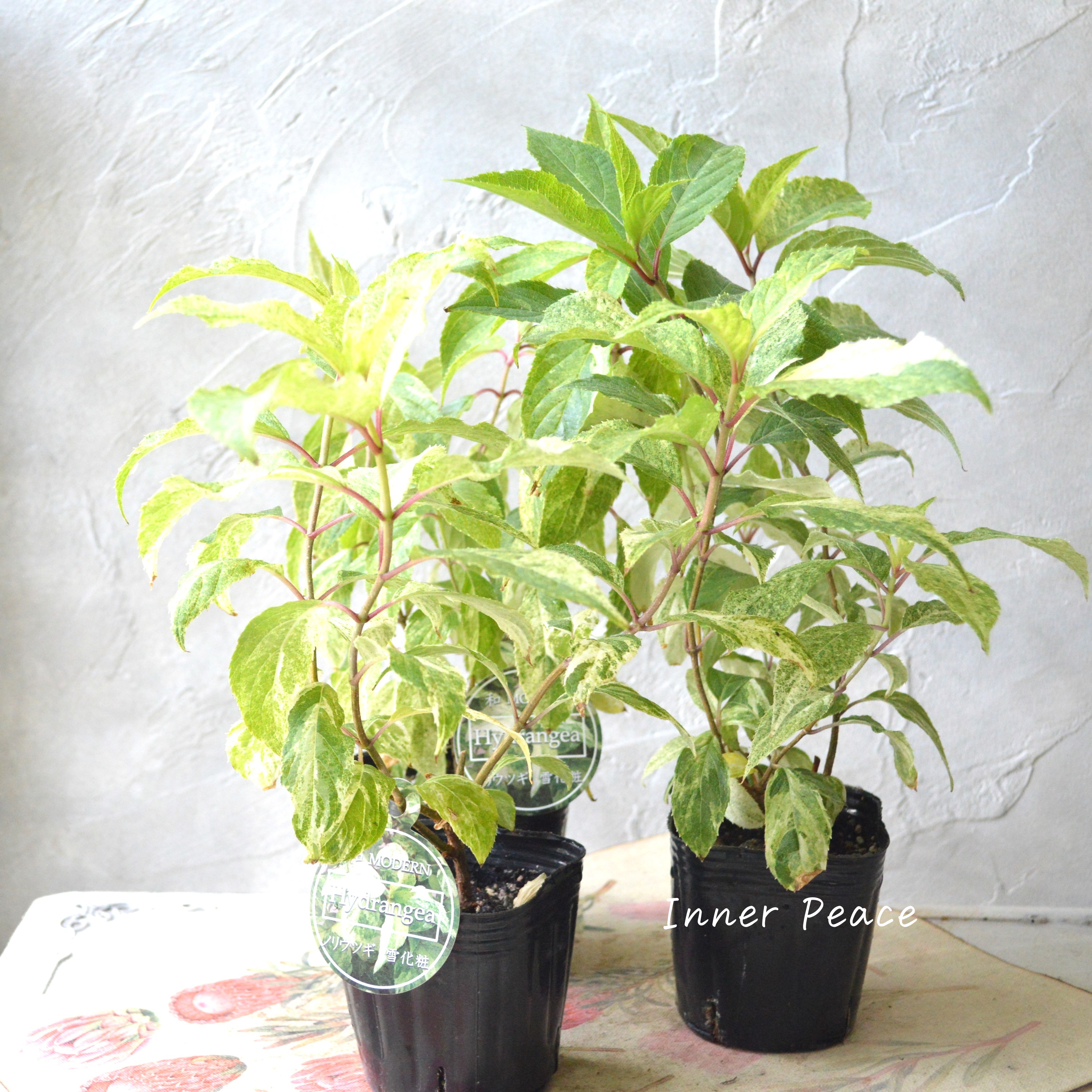 【斑入り】 ノリウツギ 『雪化粧』 3寸POT