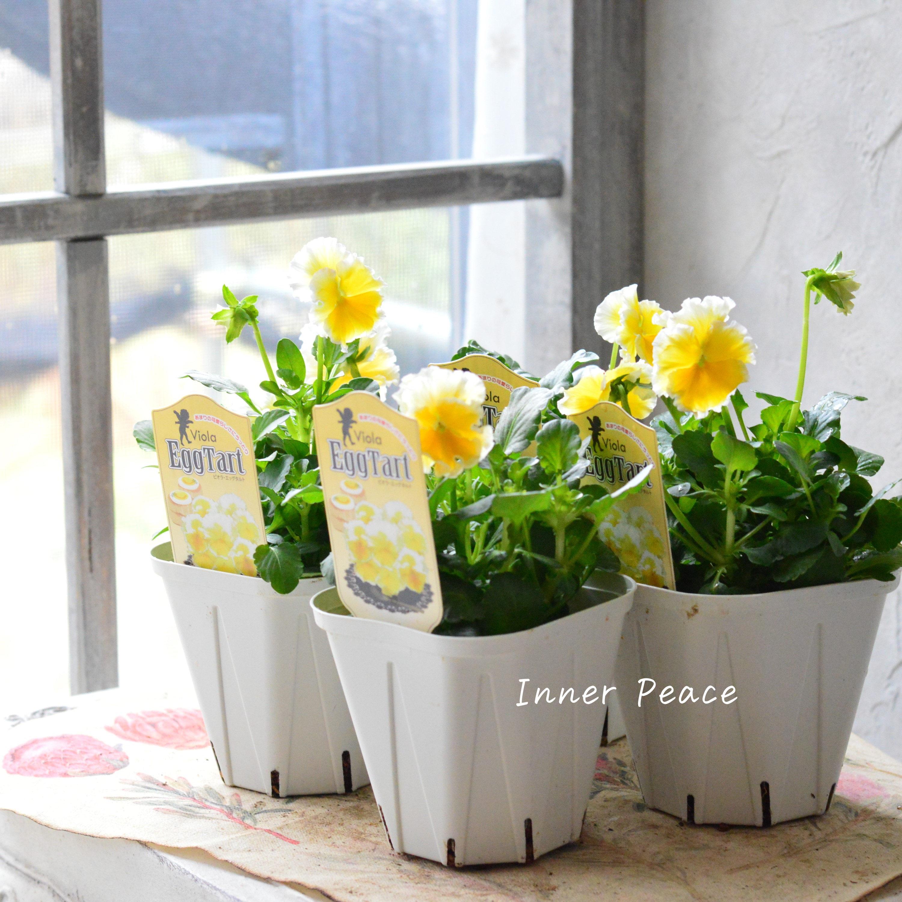 【サトウ園芸さん】 ビオラ 『エッグタルト』 3.5寸POT