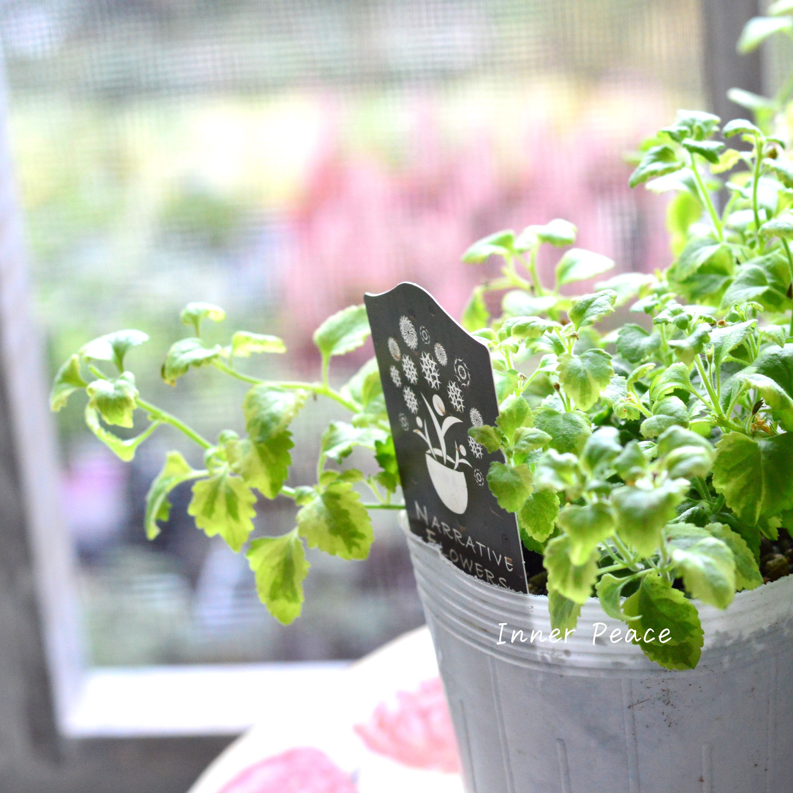 【斑入り】ナラフラさん バコパ 2.5寸POT