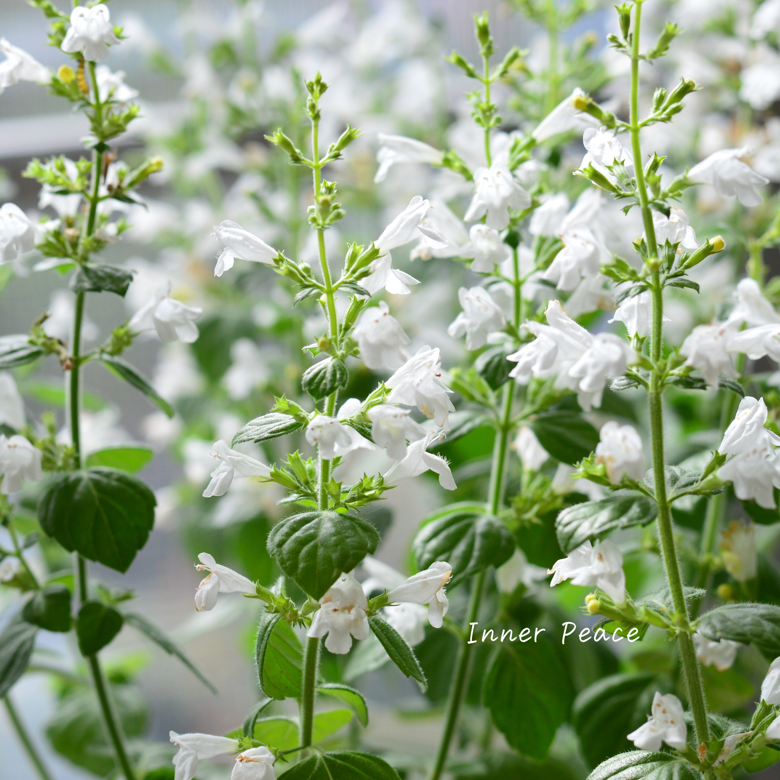 【宿根】 カラミンサ 『マーベレッテ・ホワイト』 2.5寸ロングPOT