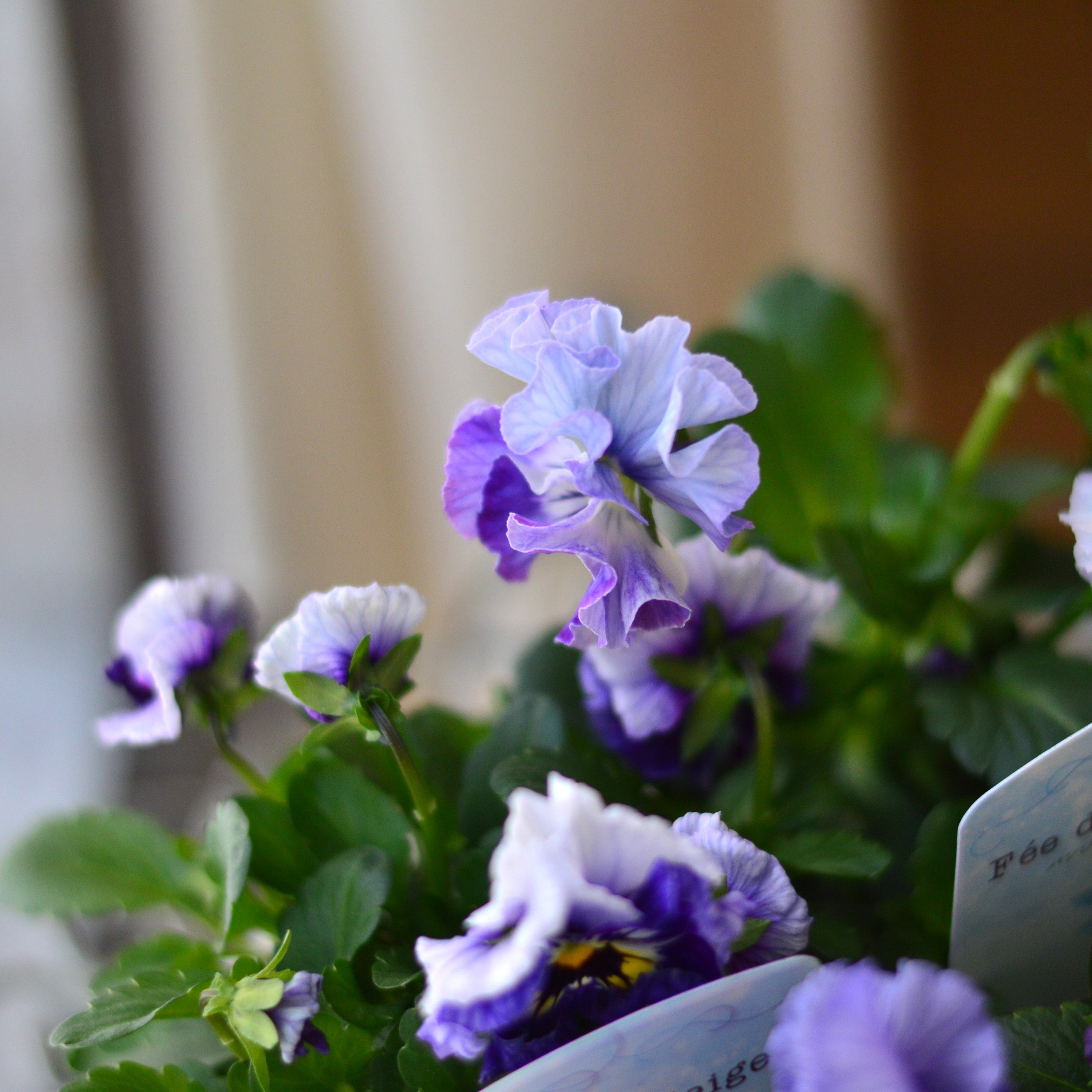 【美しい】 パンジー 『フェデネージュ・ブルー』 3.5寸POT