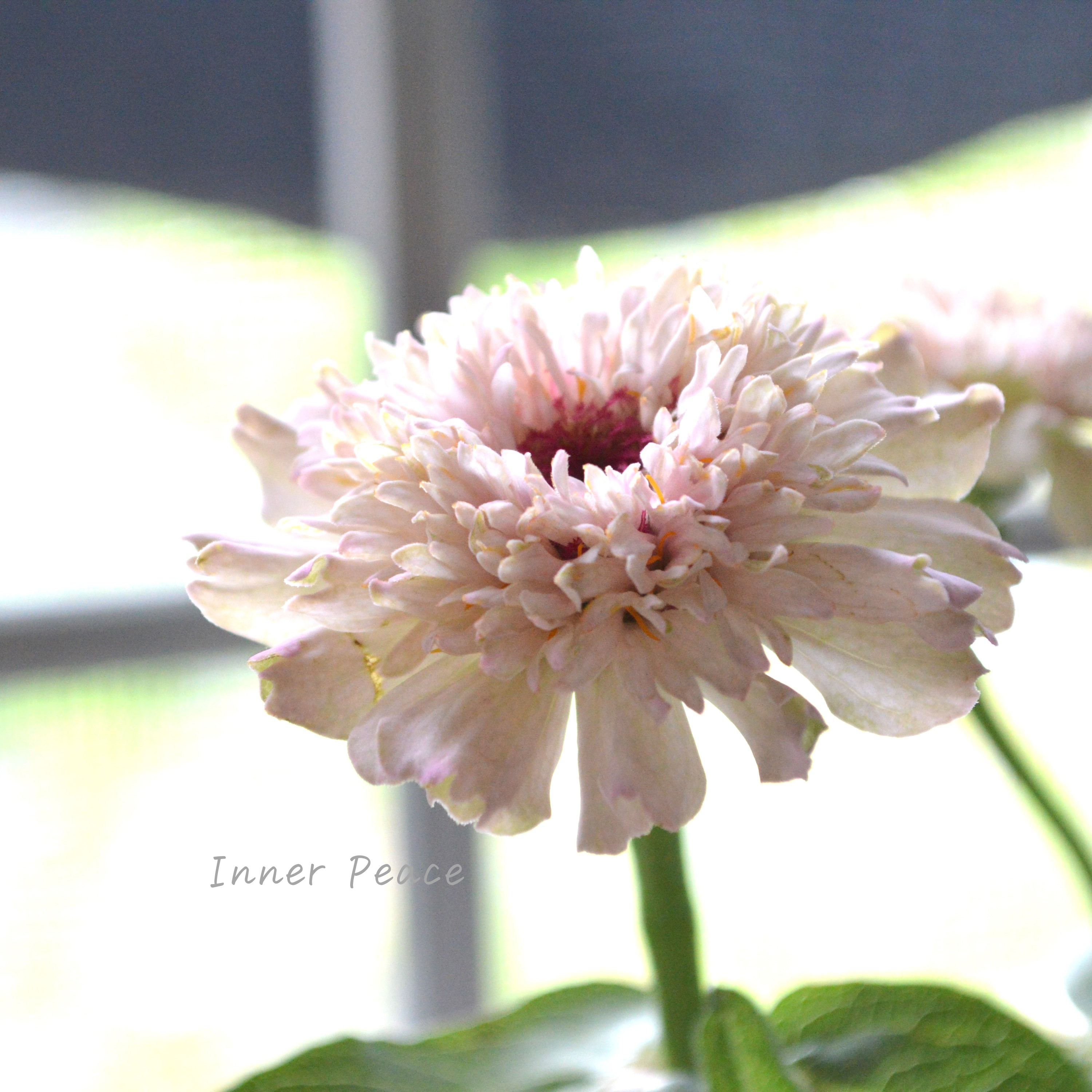 【かわいい】 ジニア 『シンデレラ・ライラック』 3.5寸POT