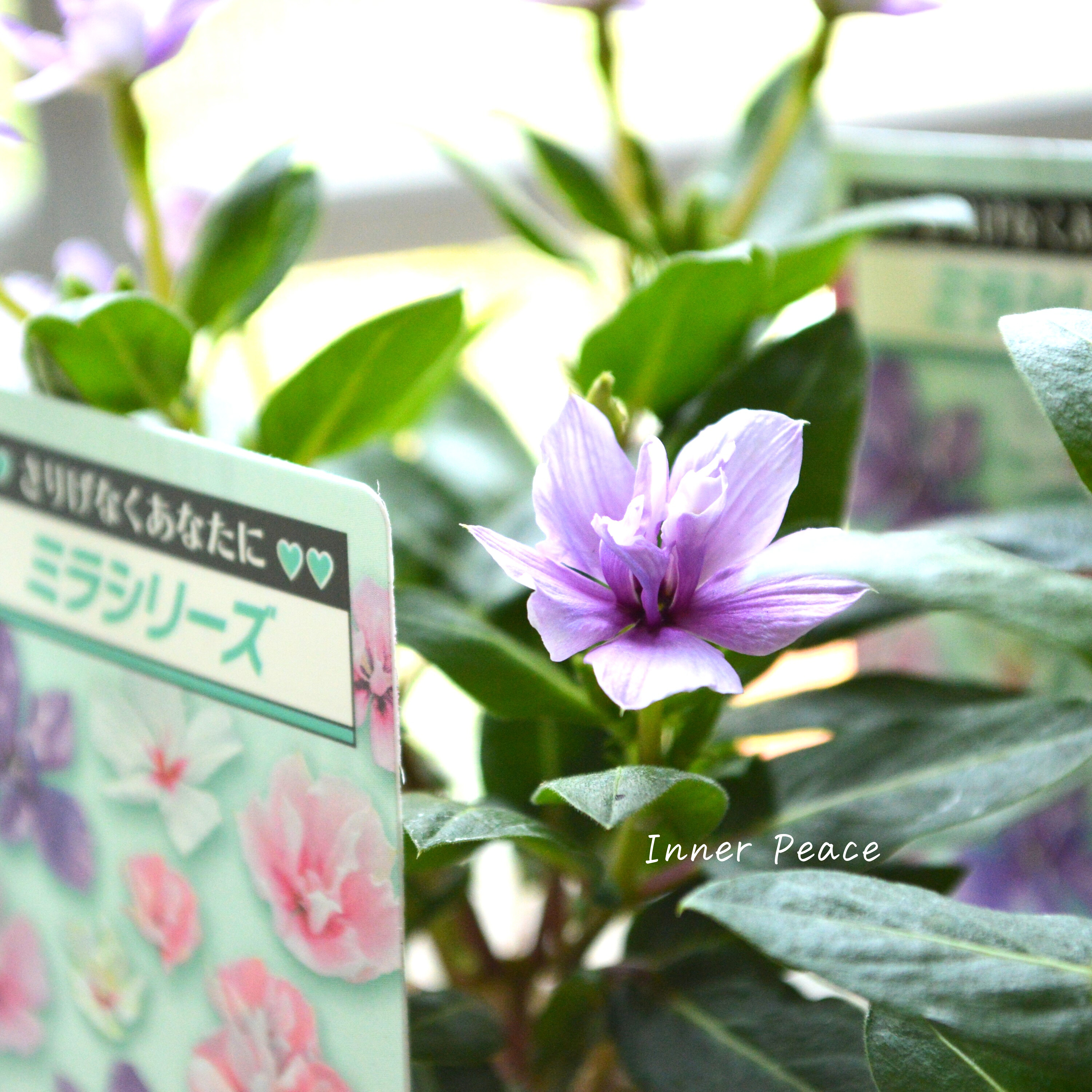 【北島園芸さん】 ニチニチソウ(八重咲き) 『ミラシリーズ・ウィスタリア』 3.5寸POT