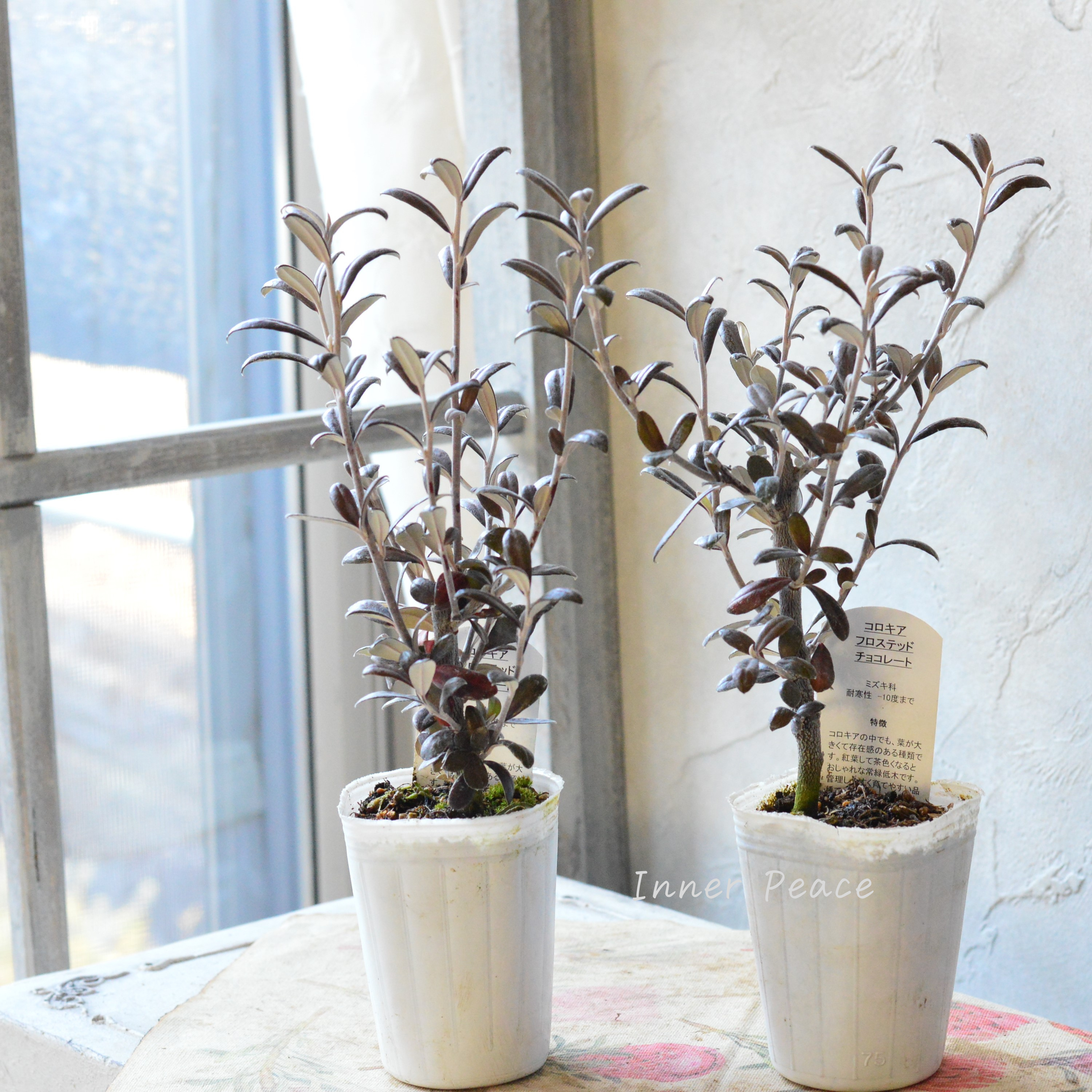 【寒さに強い】 コロキア 『フロステッドチョコレート』 3寸POT