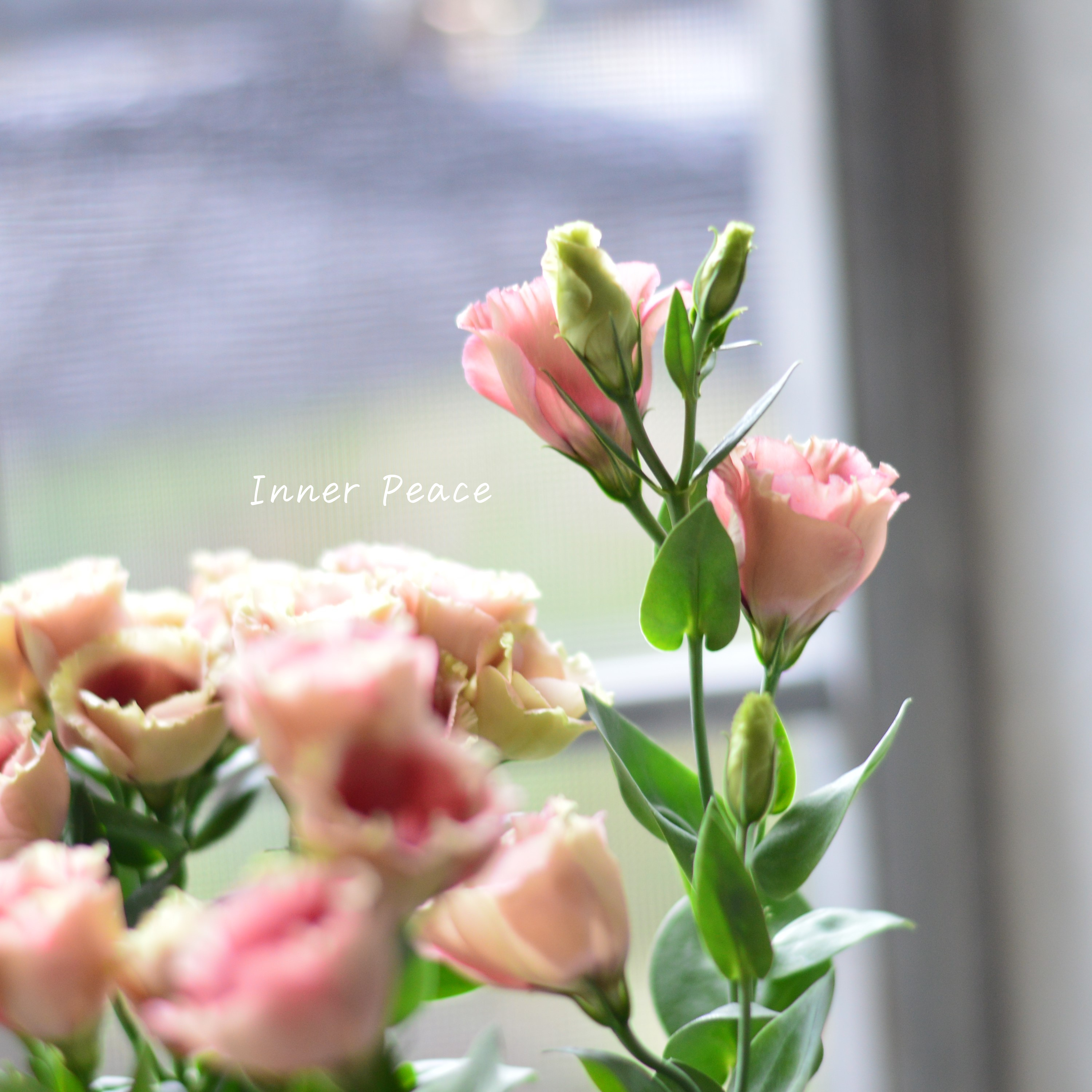 【美しい】 トルコギキョウ 『プッチーノチョコ』 2.5~3寸POT