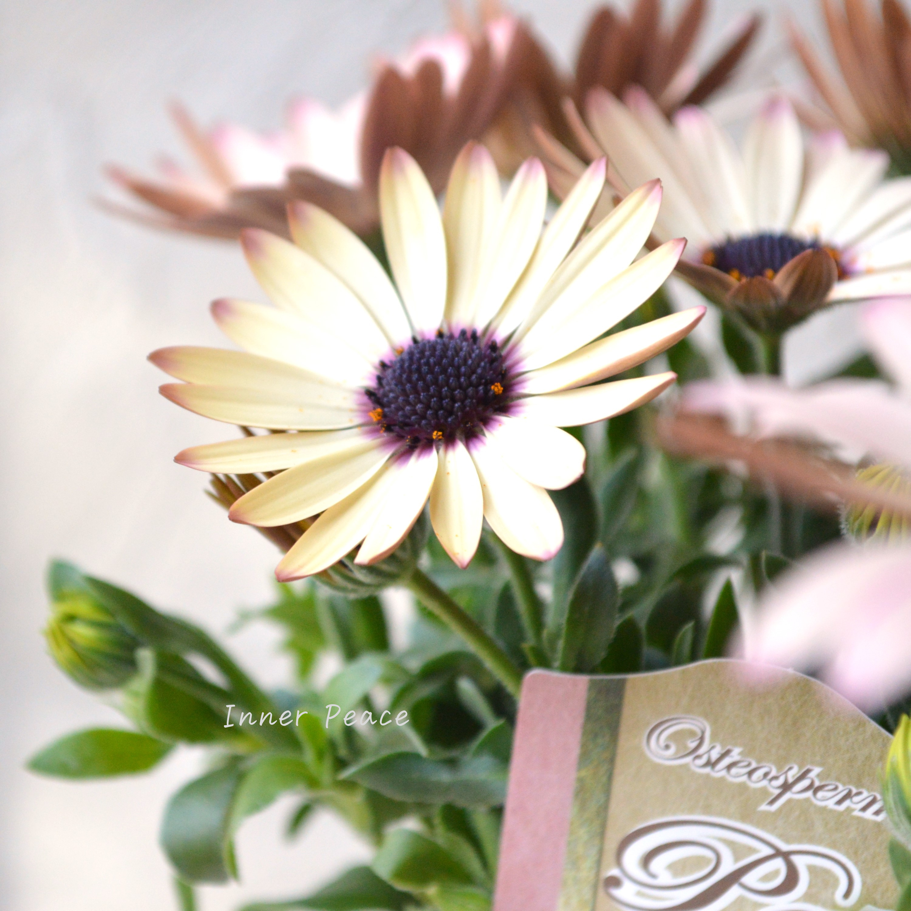 【松原園芸さん】 オステオスペルマム 『パティエ・ベリーズパフェ』 3寸ロングPOT