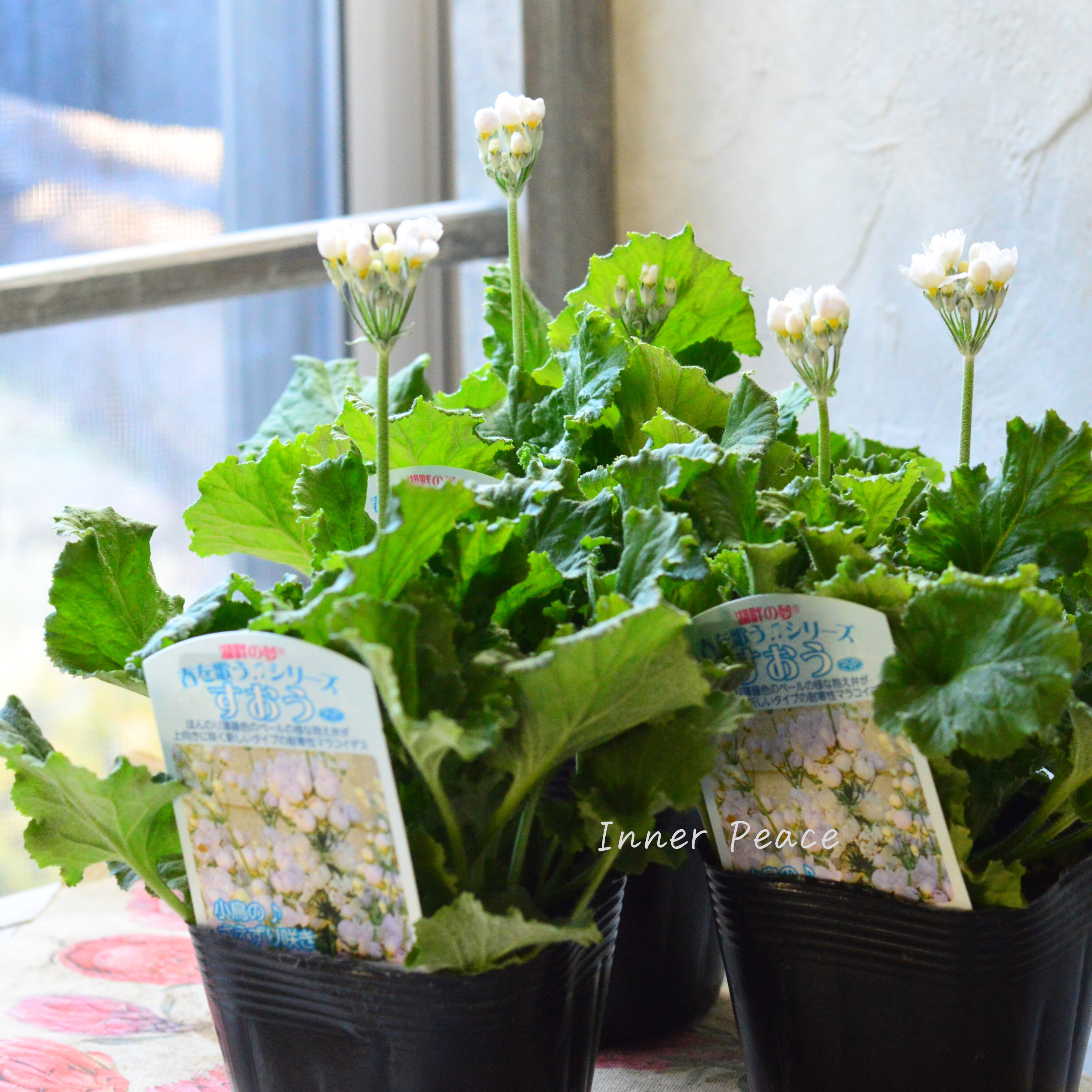 【美しい】 プリムラ マラコイデス 『すおう』 3.5寸POT