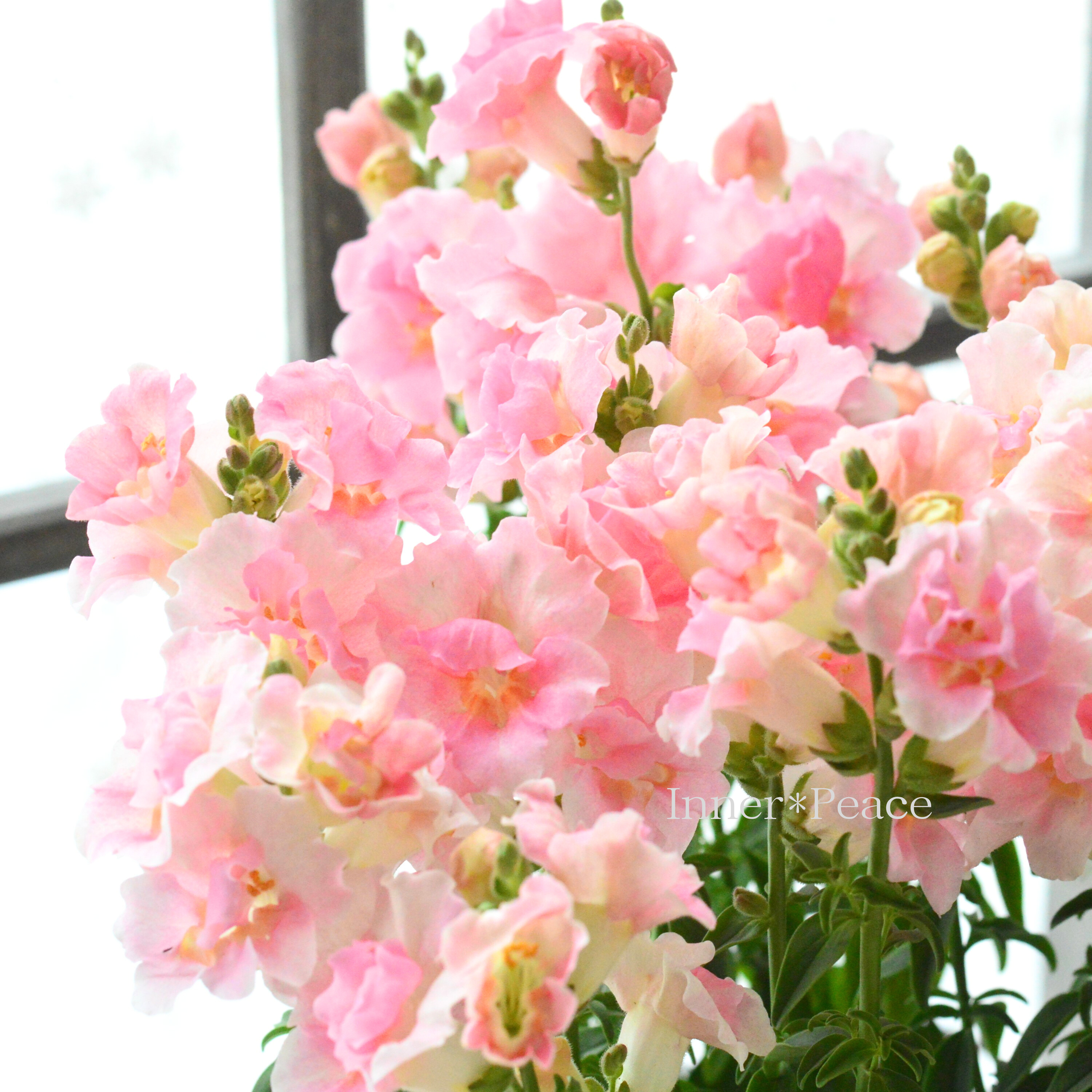 【かわいい】 キンギョソウ・トゥイニー 『アップルブロッサム』 3寸POT