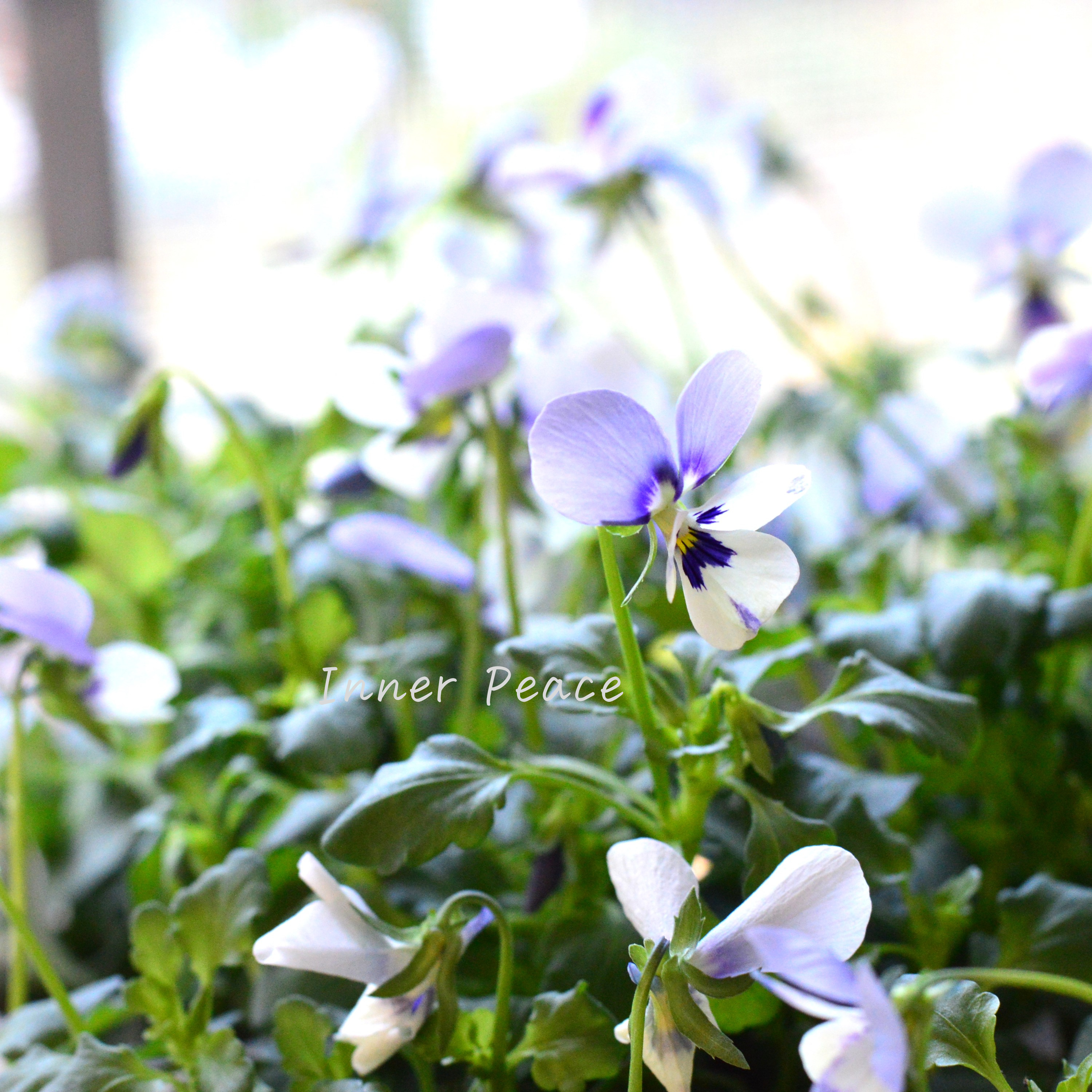 【美しい】 ビオラ ロカハーツ 『ブルーウイングス』 3.5寸POT