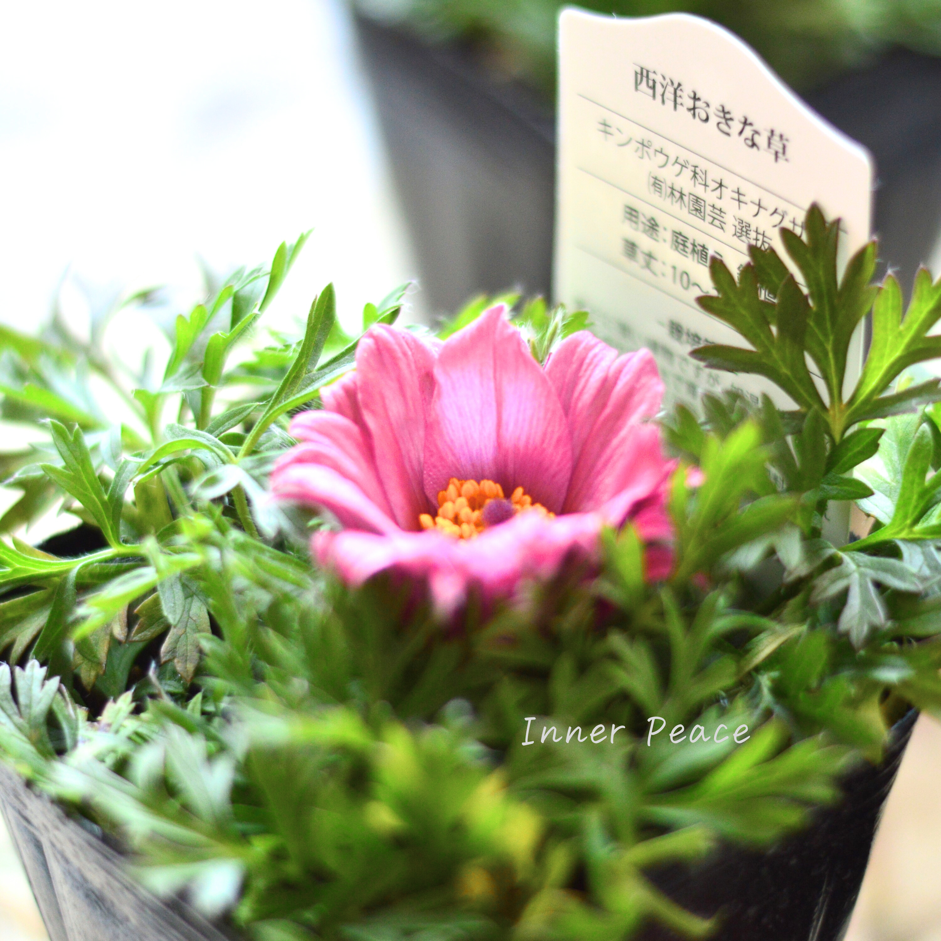 【美しい】 西洋オキナグサ 『プルサティラ ブルガリス・ピンク』 3.5寸POT