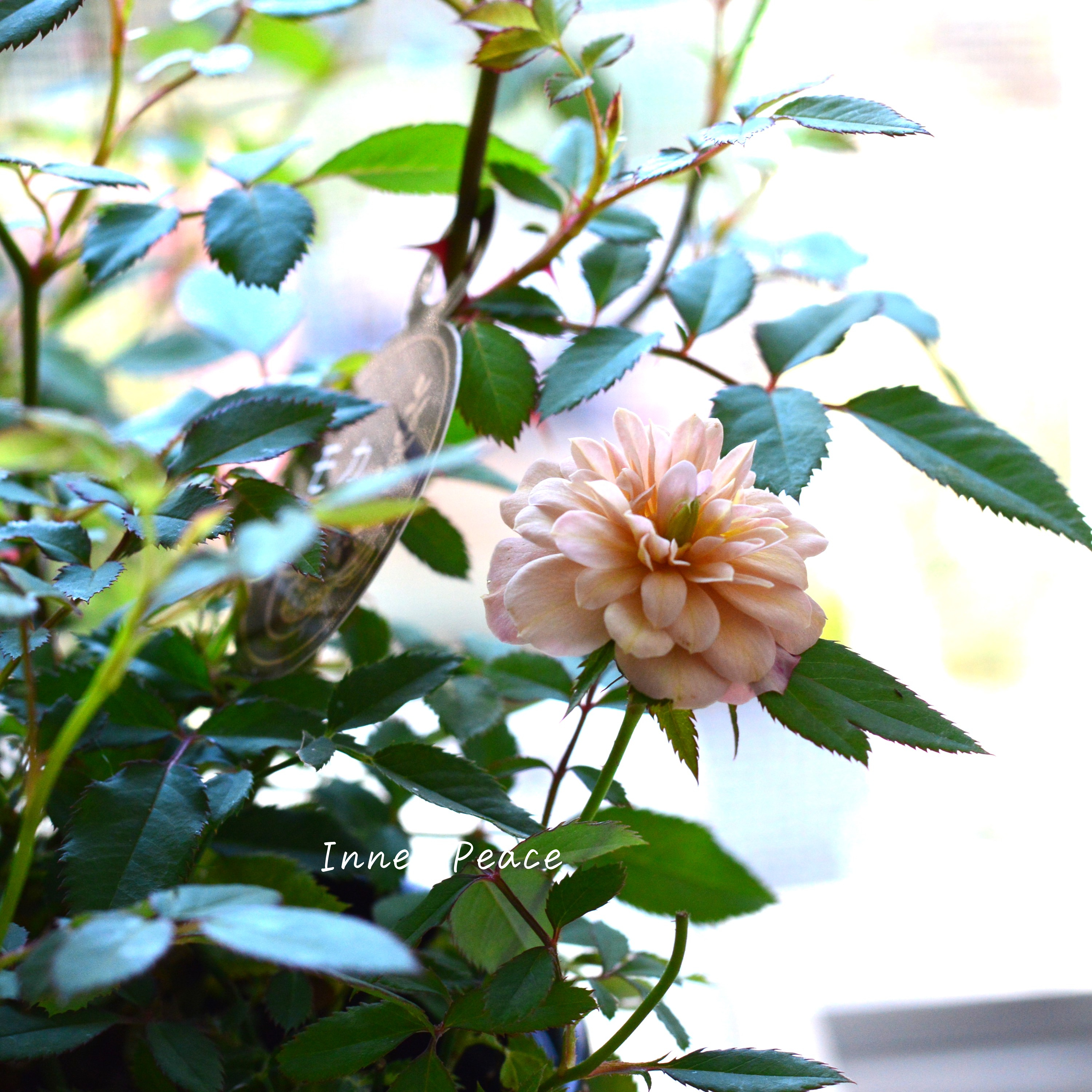 【アンティーク】 ミニ薔薇 『モカ』 3.5寸POT