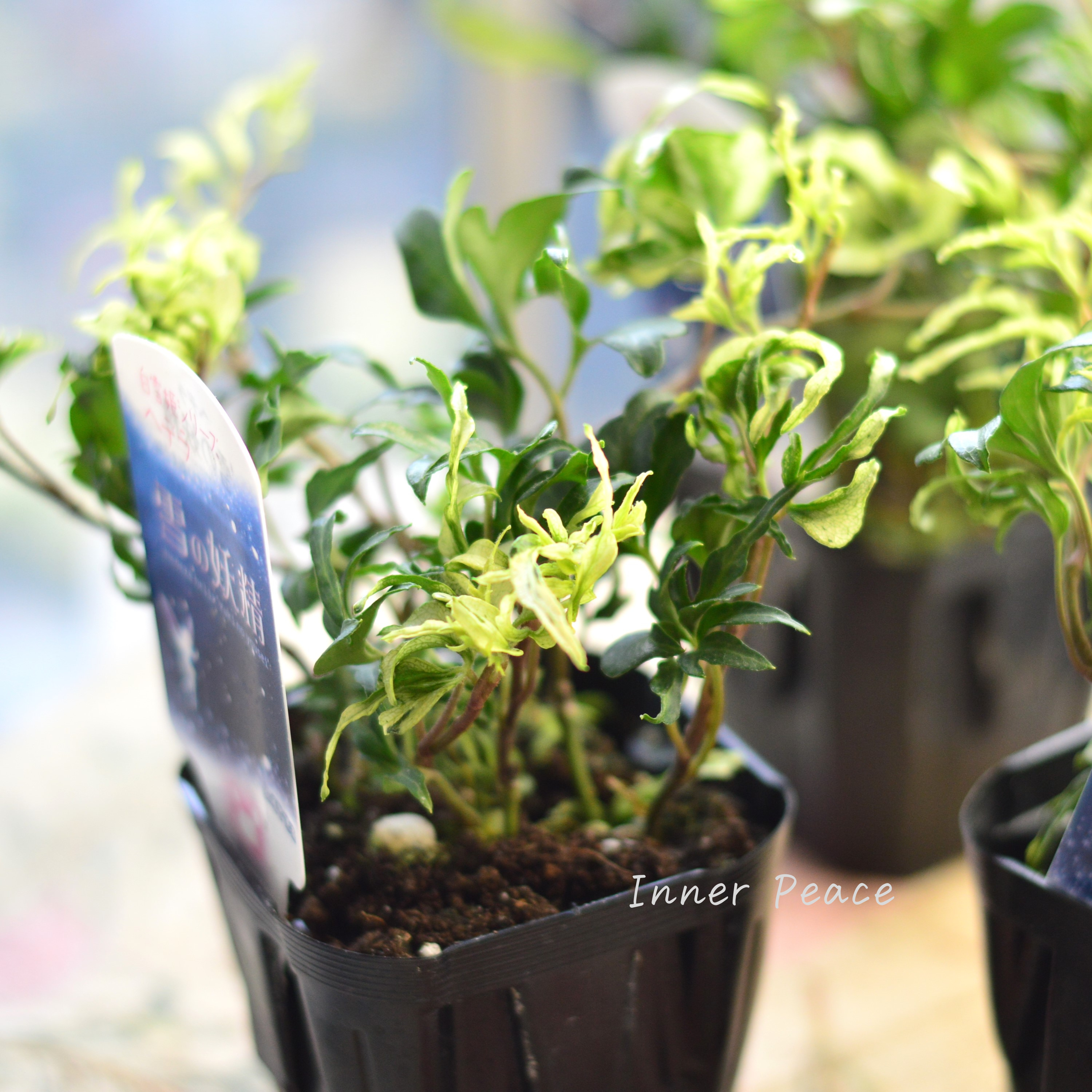 【希少】 ヘデラ 『雪の妖精』 3寸POT