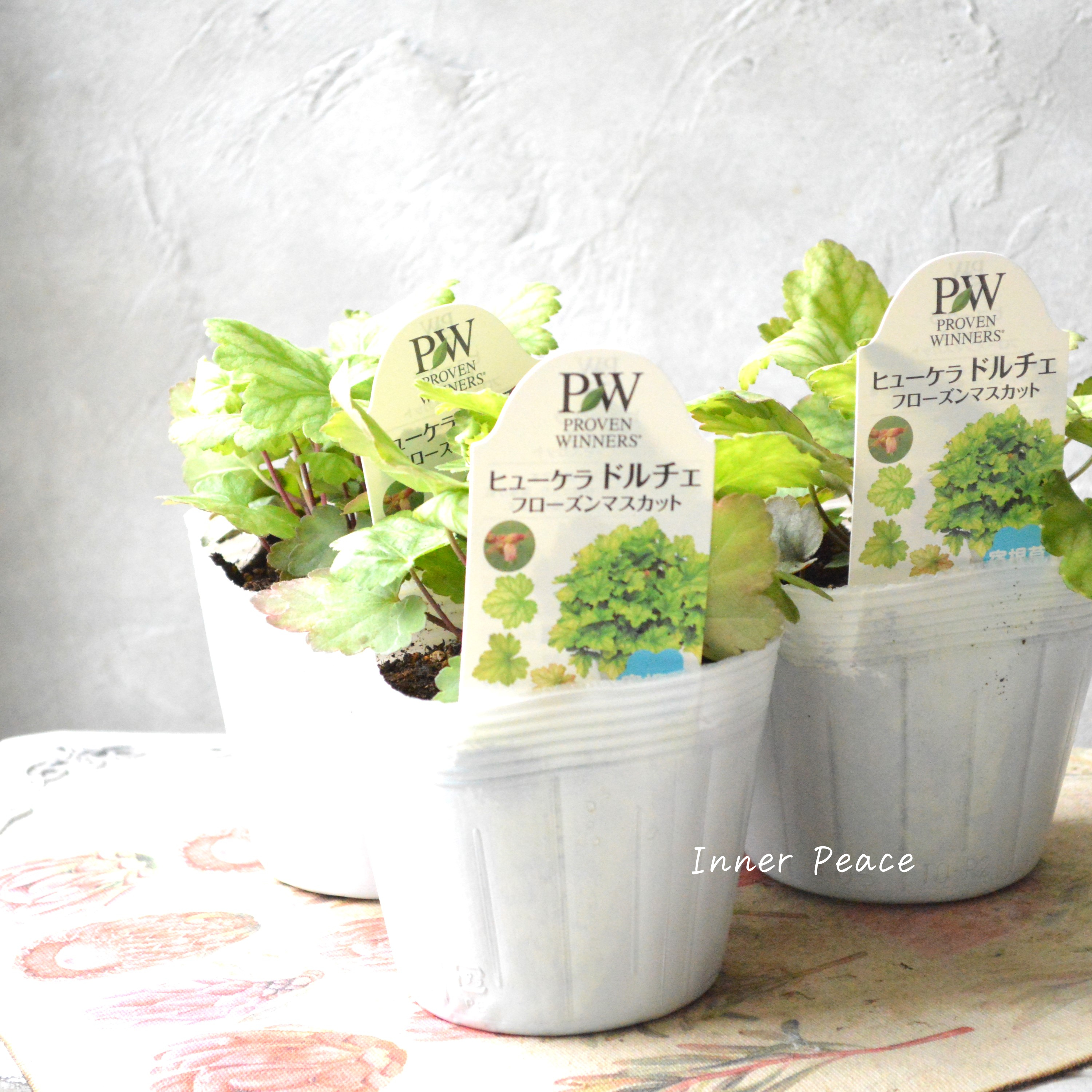 【PW】 ヒューケラ ドルチェ 『フローズンマスカット』 3.5寸POT