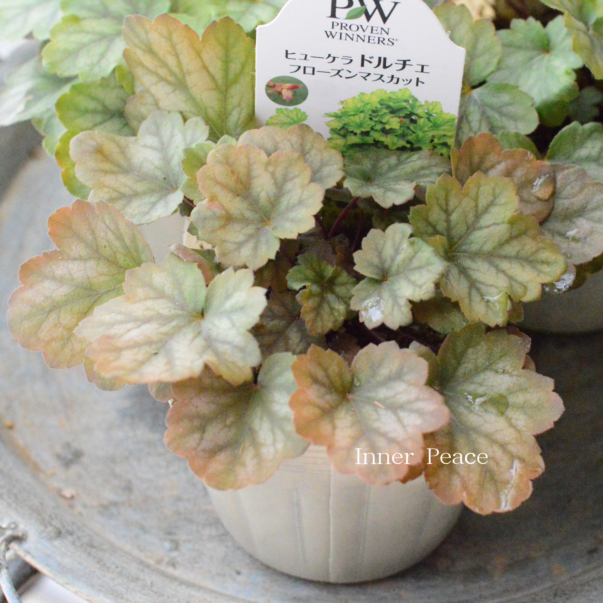【PW】 ヒューケラ ドルチェ 『フローズンマスカット』 3.5寸POT