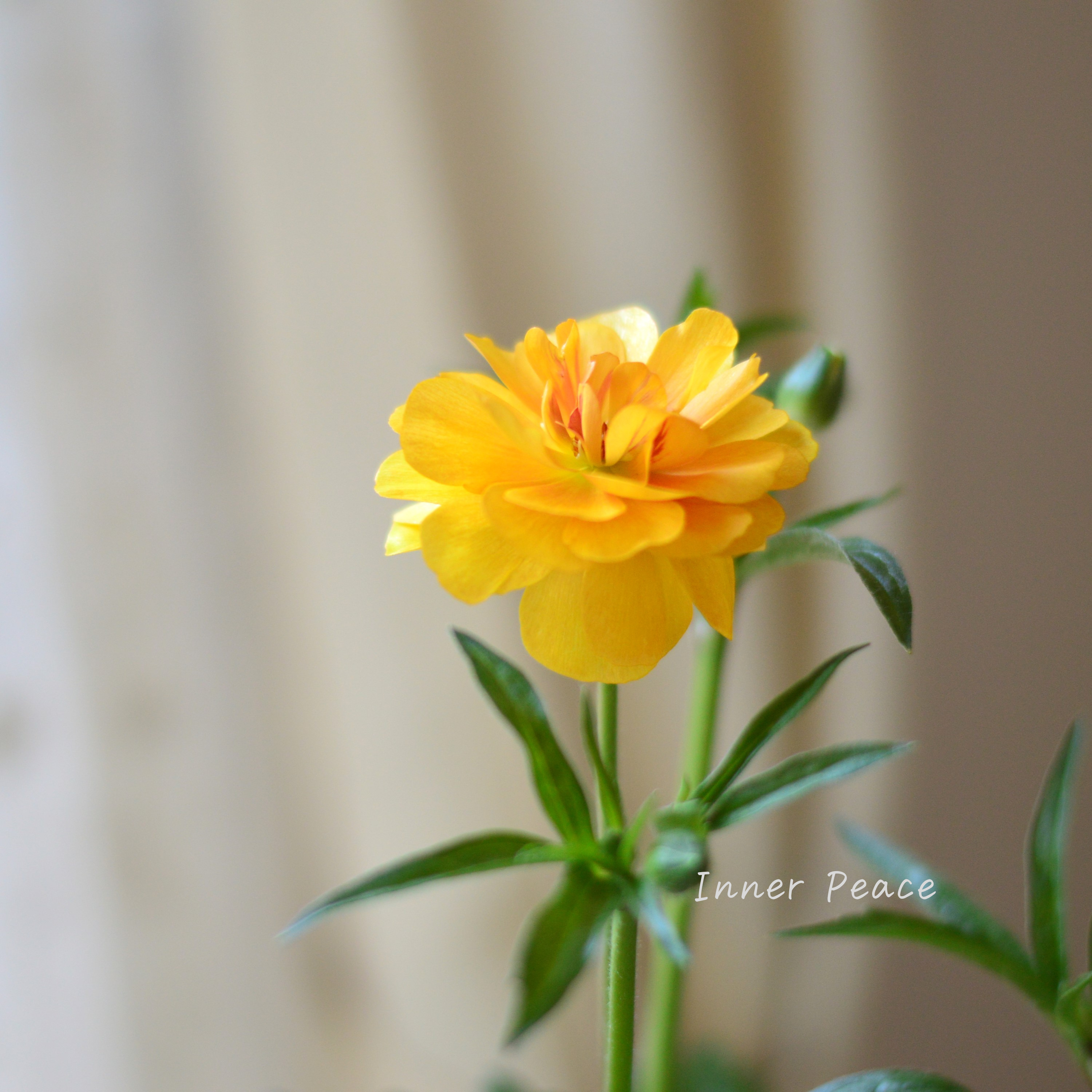 【美しい】 ラナンキュラス・ラックス 『ミネルバ』 4寸POT