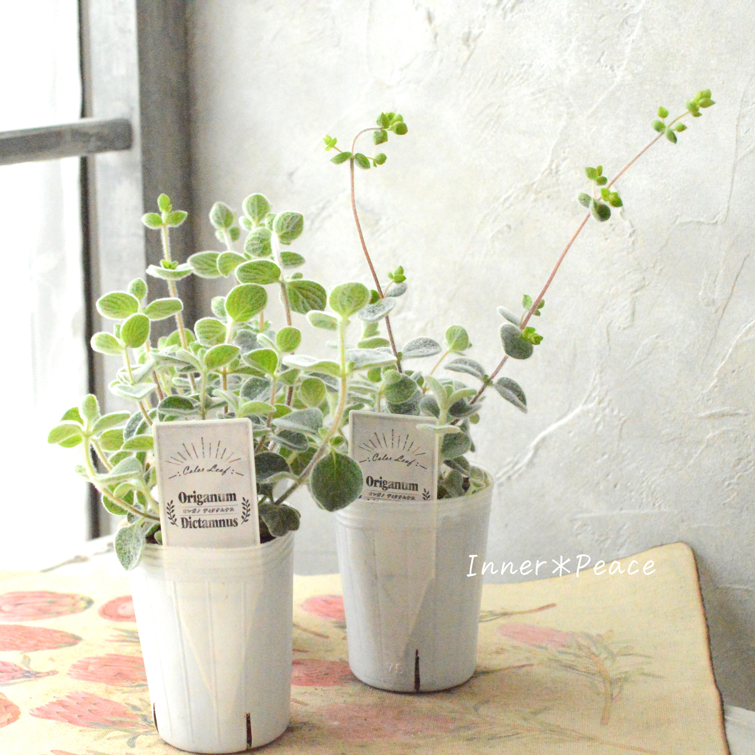 【2本植え】 オレガノ 『ディクタムナス』 2.5寸POT