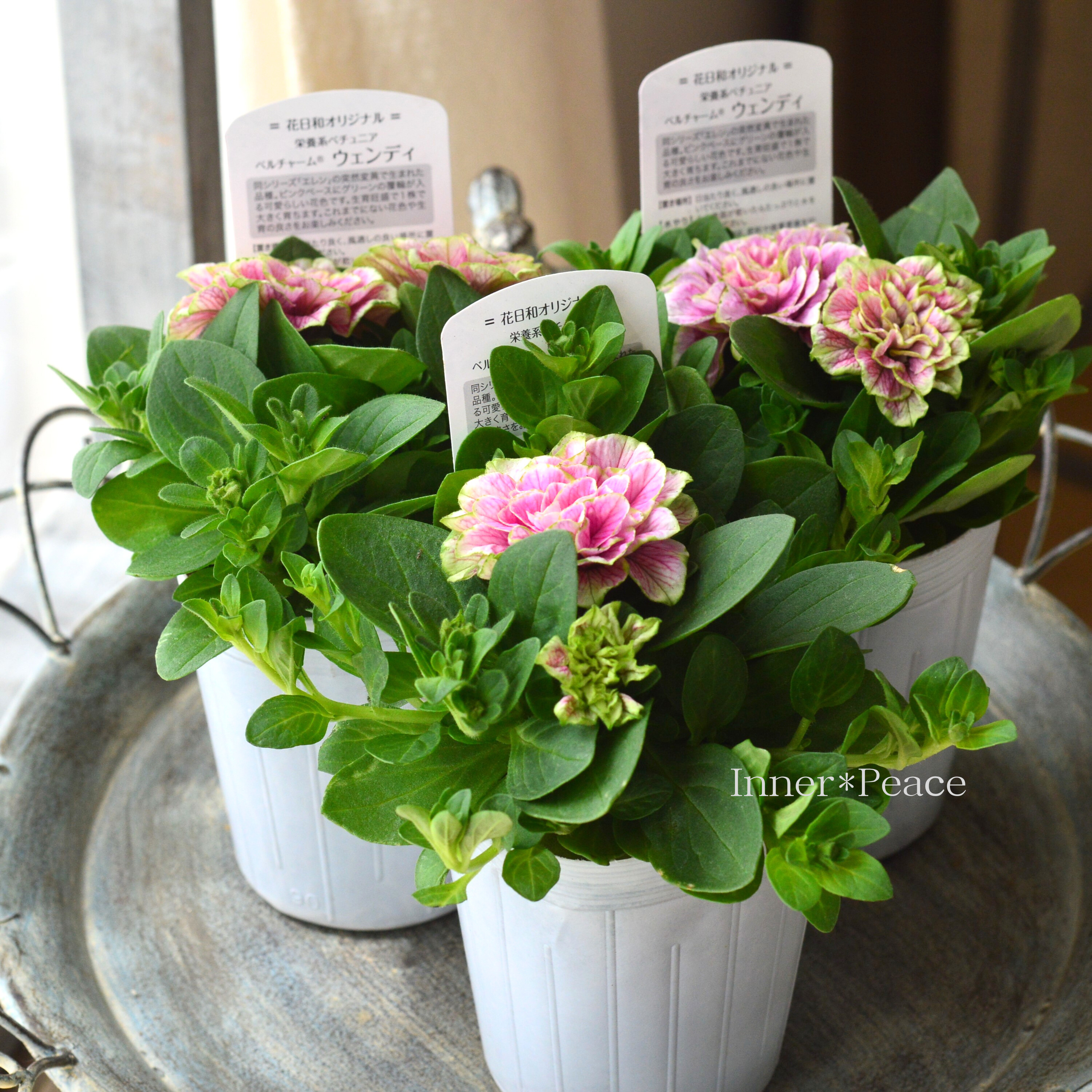 【花日和さんオリジナル】 栄養系ペチュニア 『ベルチャーム・ウエンディ』 3寸ロング~3.5寸POT