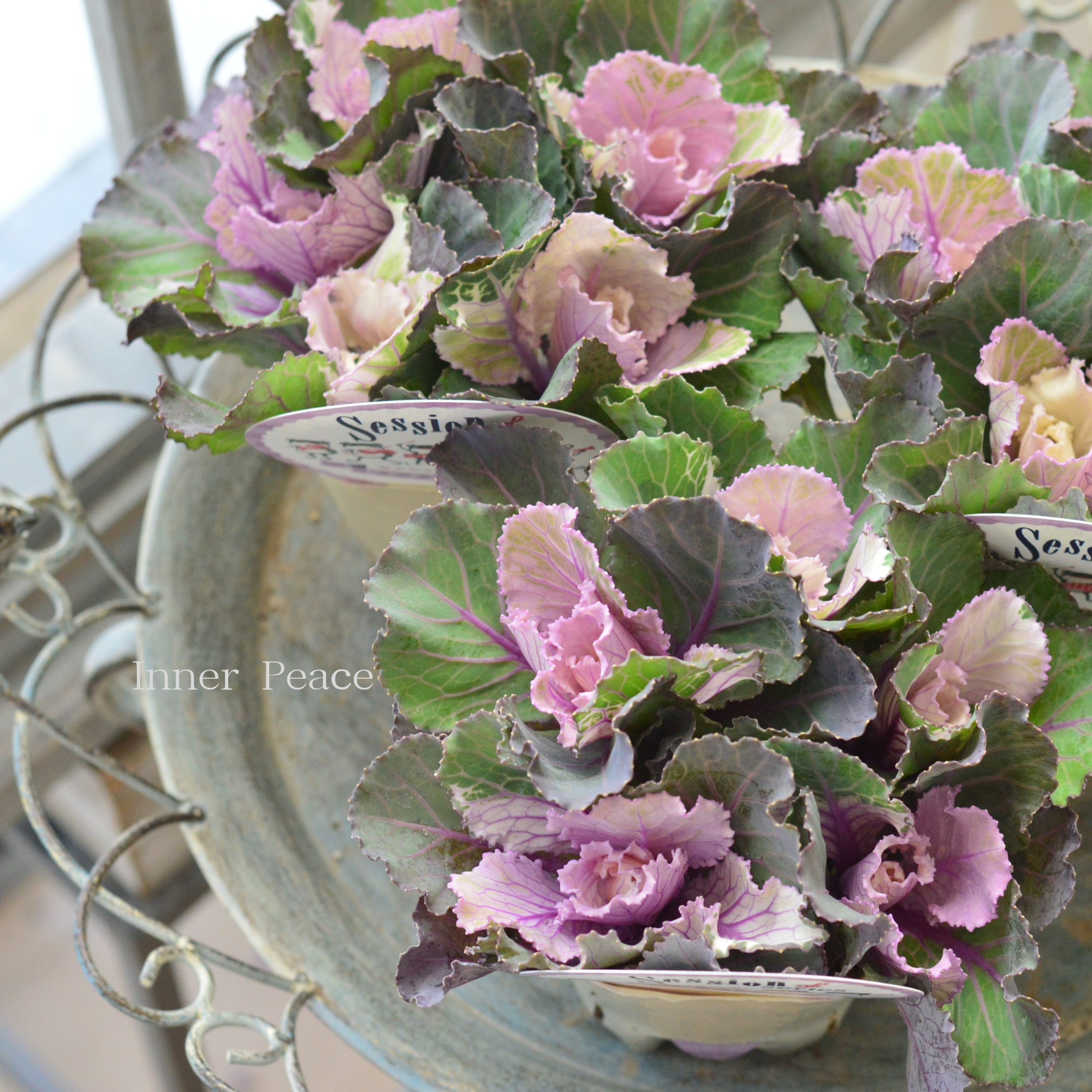 【5本植え】 葉牡丹 『セッション・ピンクティンパニ』 3寸POT