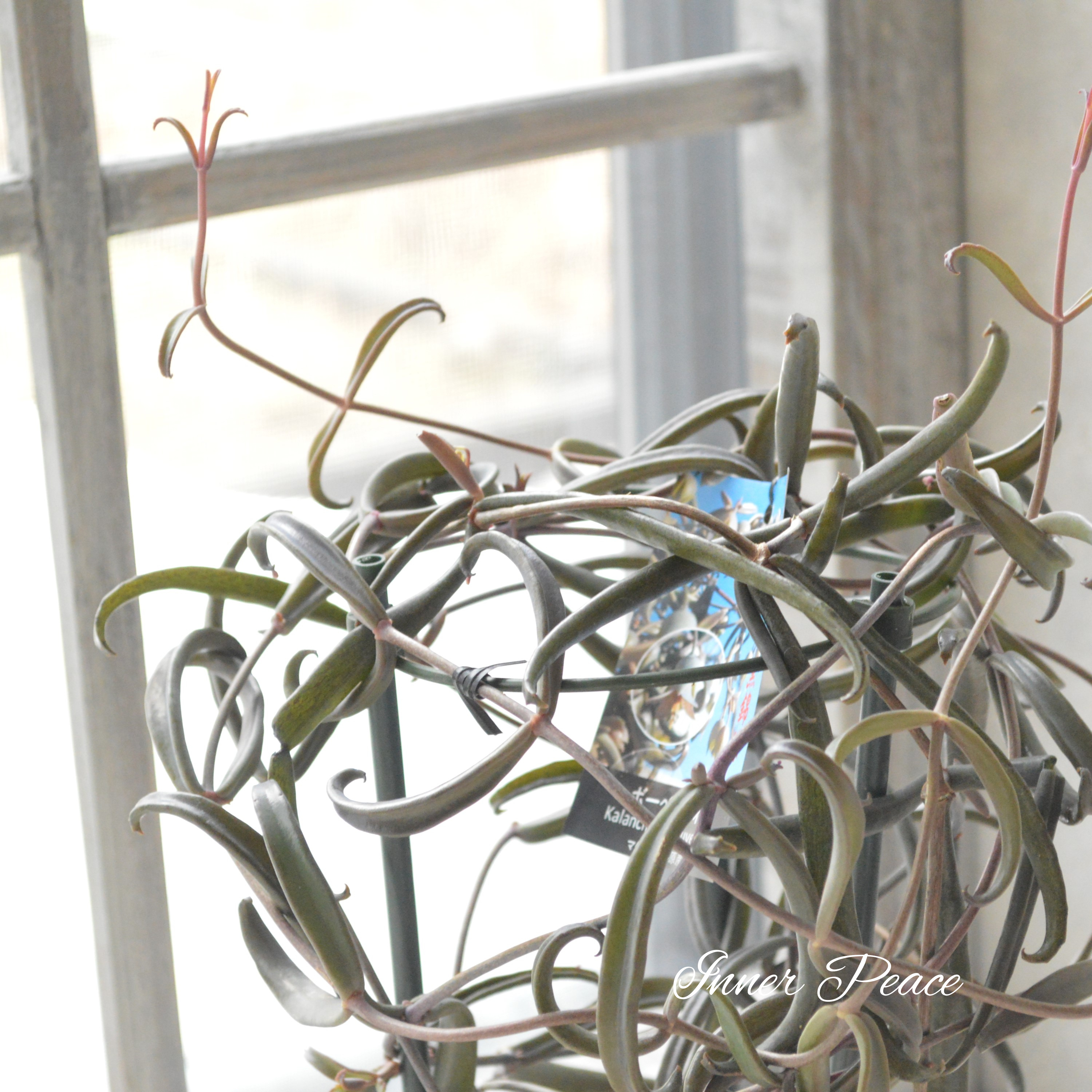 【希少】 カランコエ ボーベルディ『黒錦蝶~コクキンチョウ~』 5号鉢