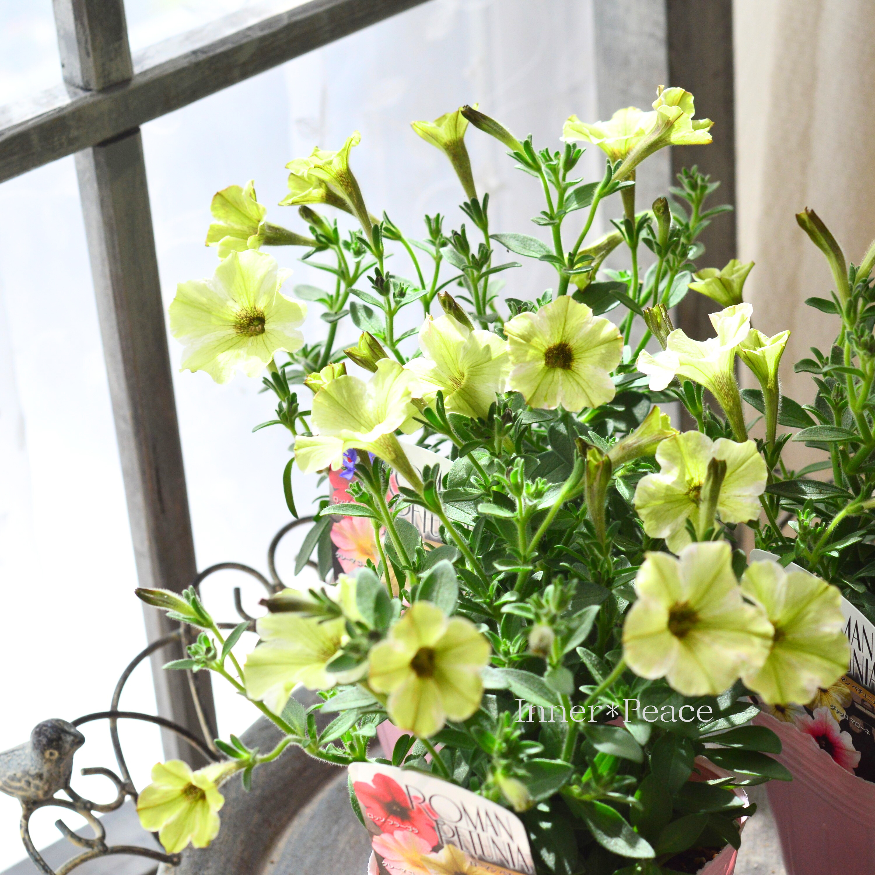 【桂楓園さんオリジナル】 ペチュニア 『ローマンペチュニア・ジャッロマローネ』 3.5寸POT